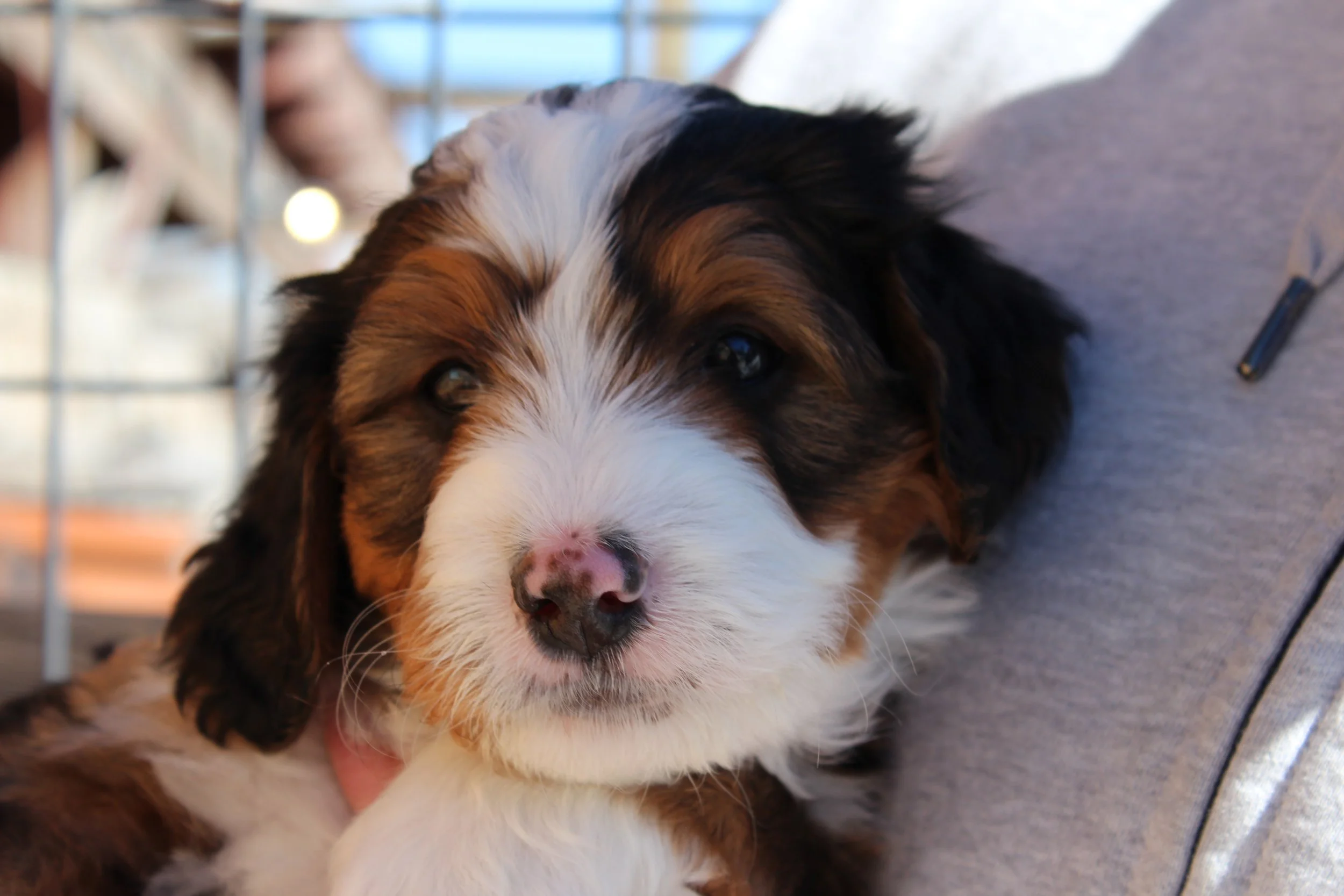   SNOWBIRD  :)    Boy - 6 weeks  