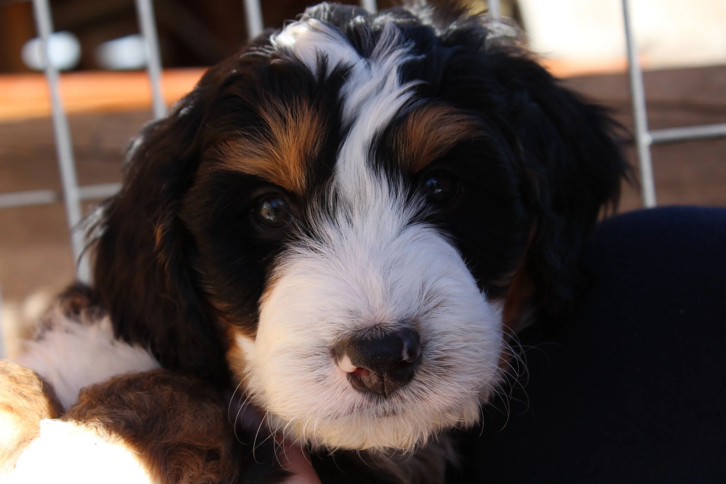   MAMMOTH  :)    Boy - 6 weeks  