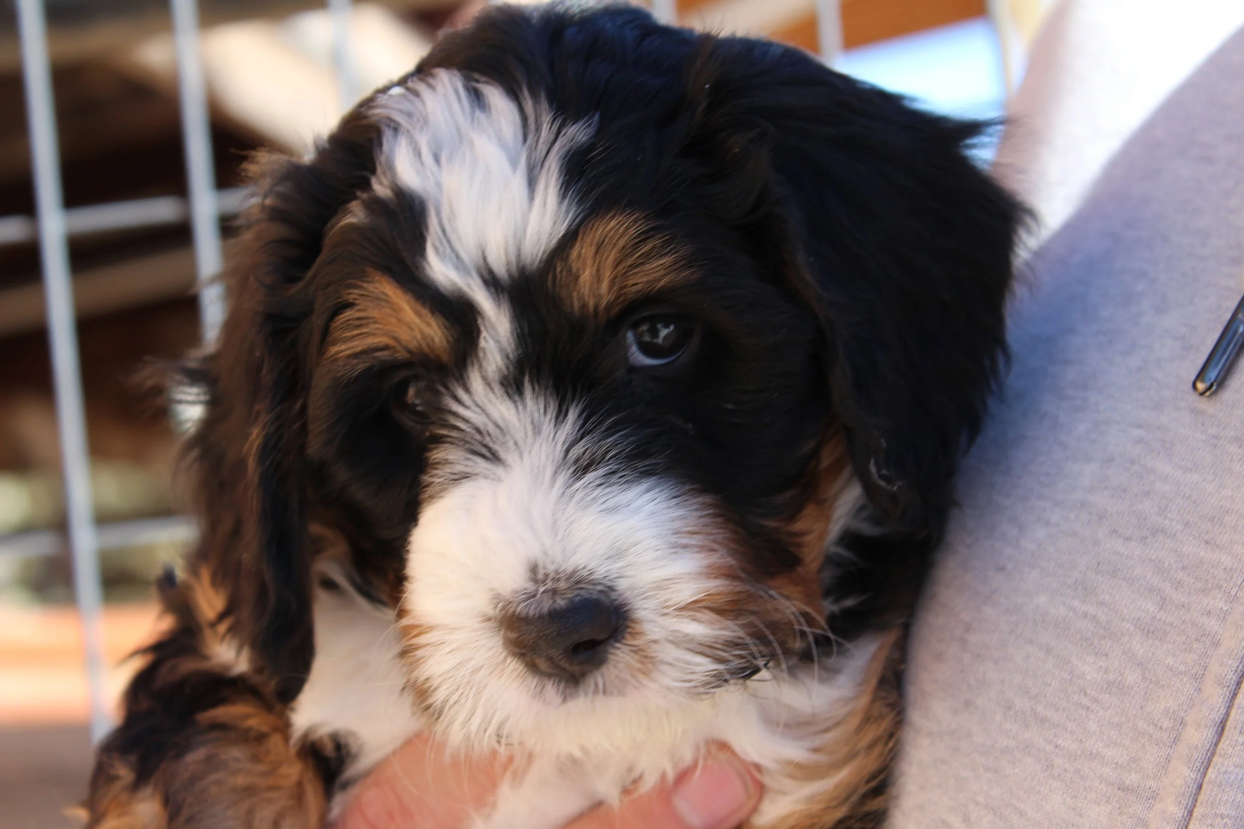   SUGARBUSH !    Girl - 6 weeks  