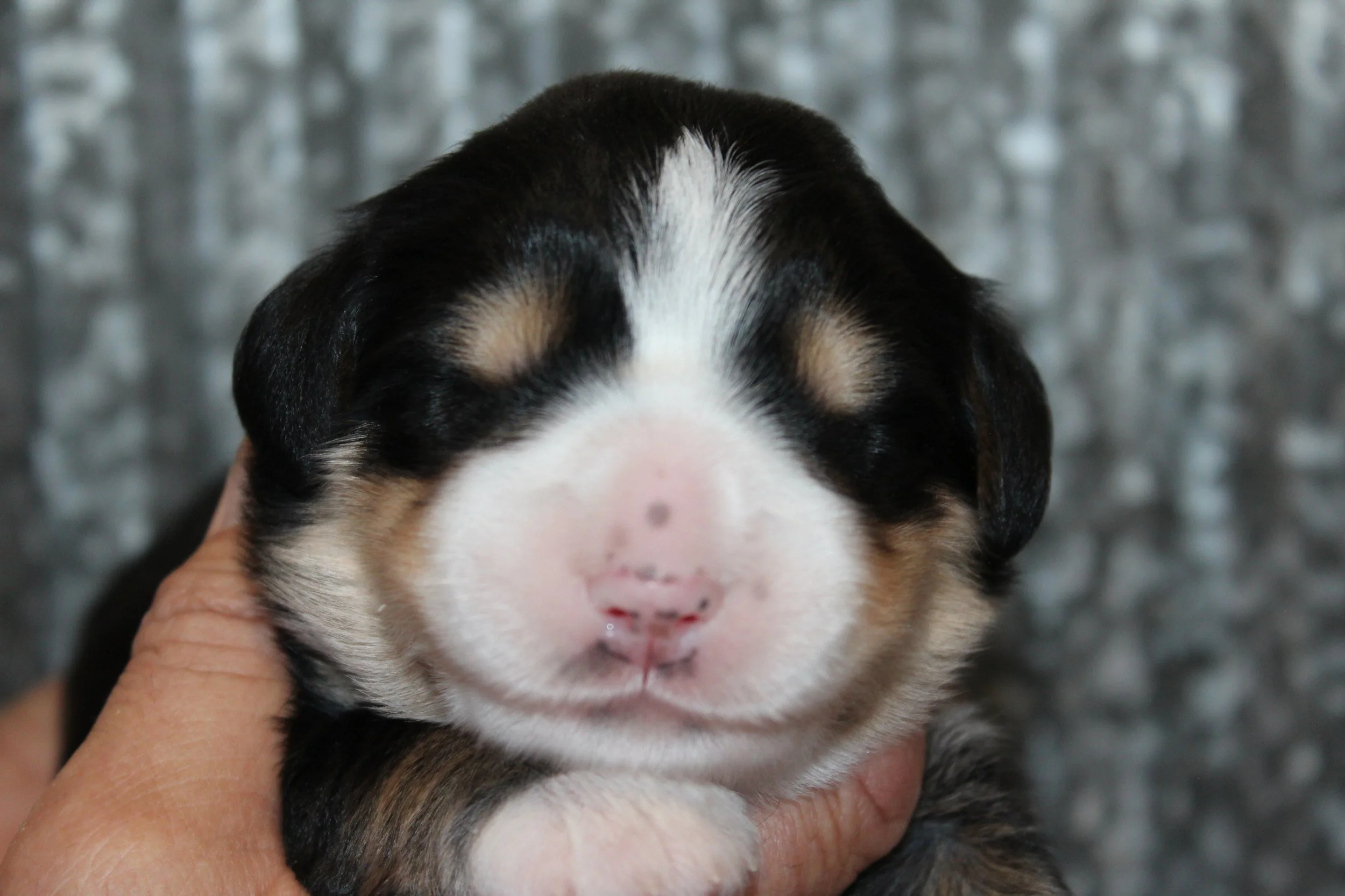   MIKE  :)    Boy - 1 week  