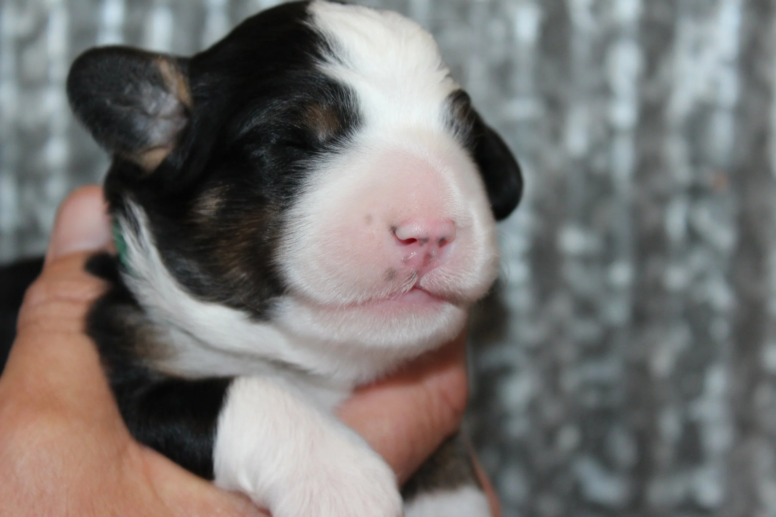   PAUL(A) !    Boy - 1 week  