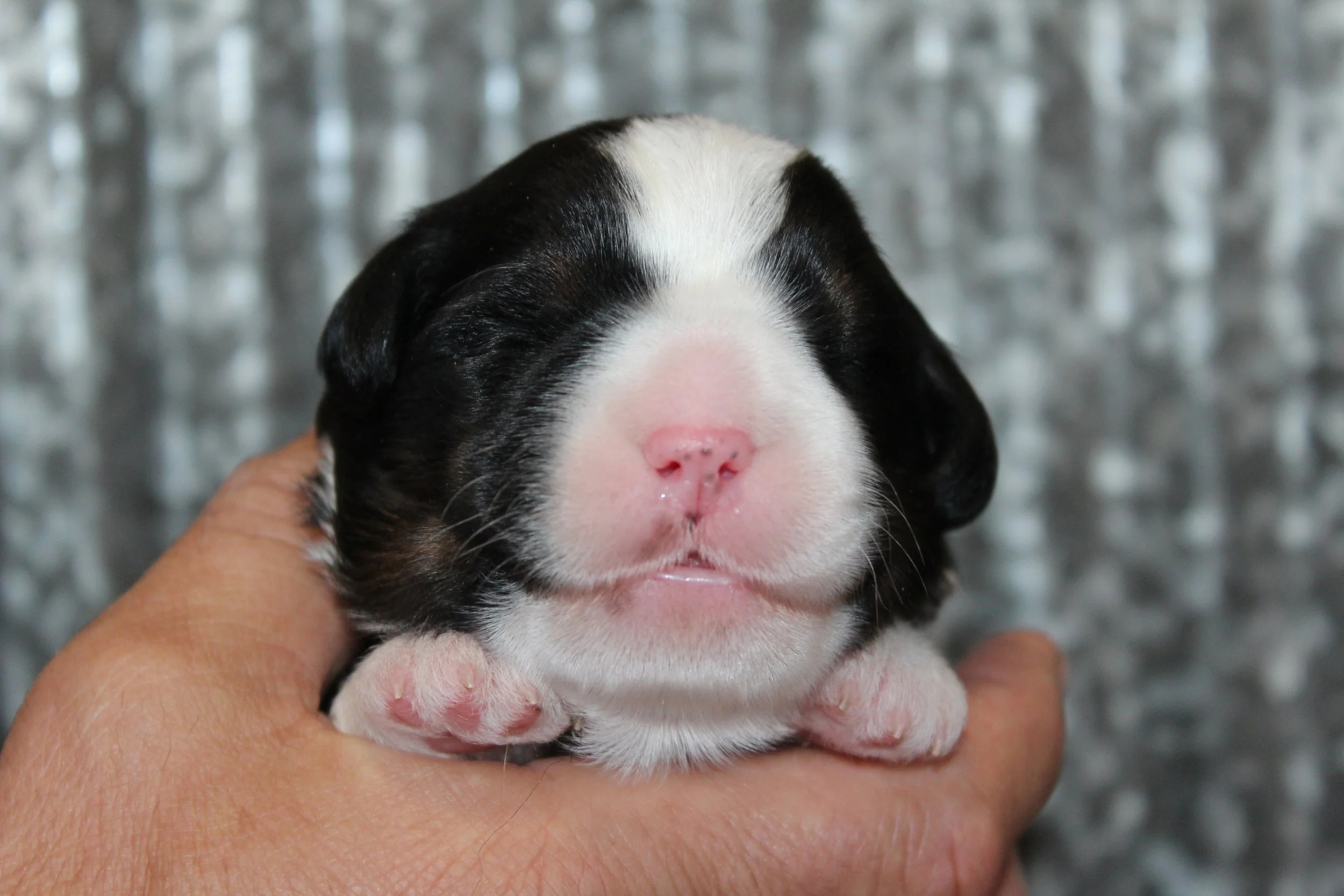   LISA !    Girl - 1 week  