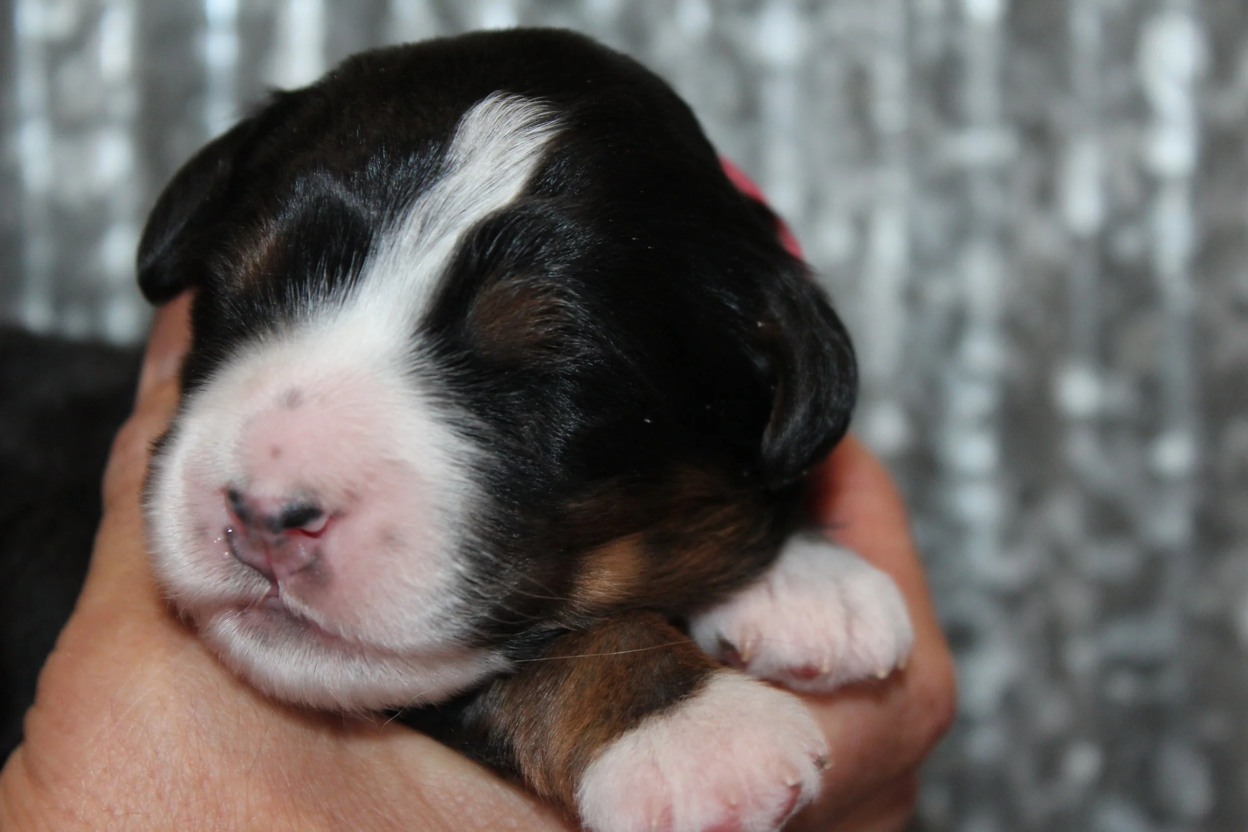   TAYLOR  :)    Boy - 1 week  