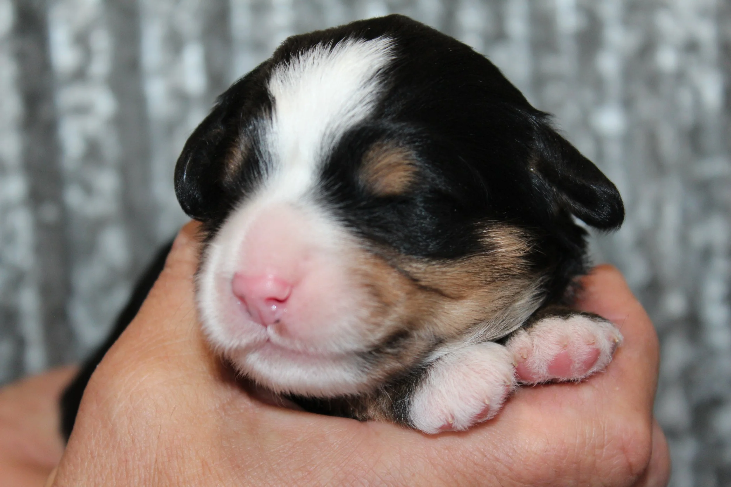   ALEISHA !    Girl - 1 week  