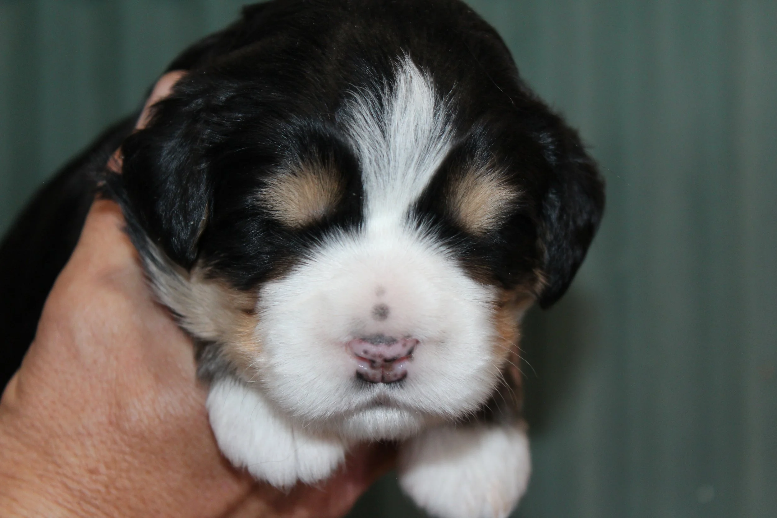   MIKE !    Boy - 2 weeks  