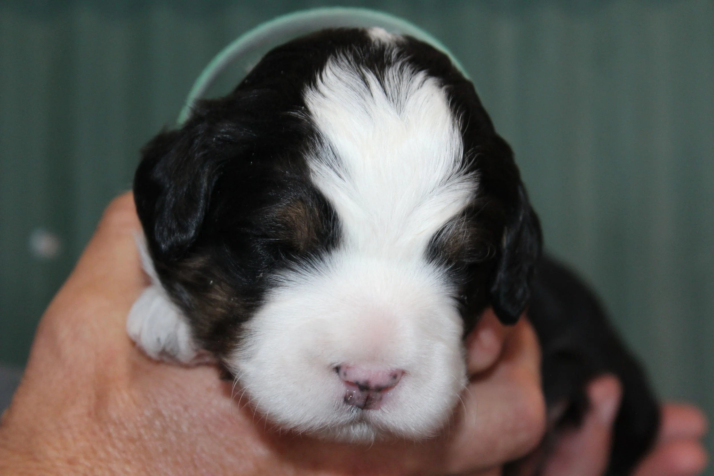   PAUL(A) :)    Boy - 2 weeks  