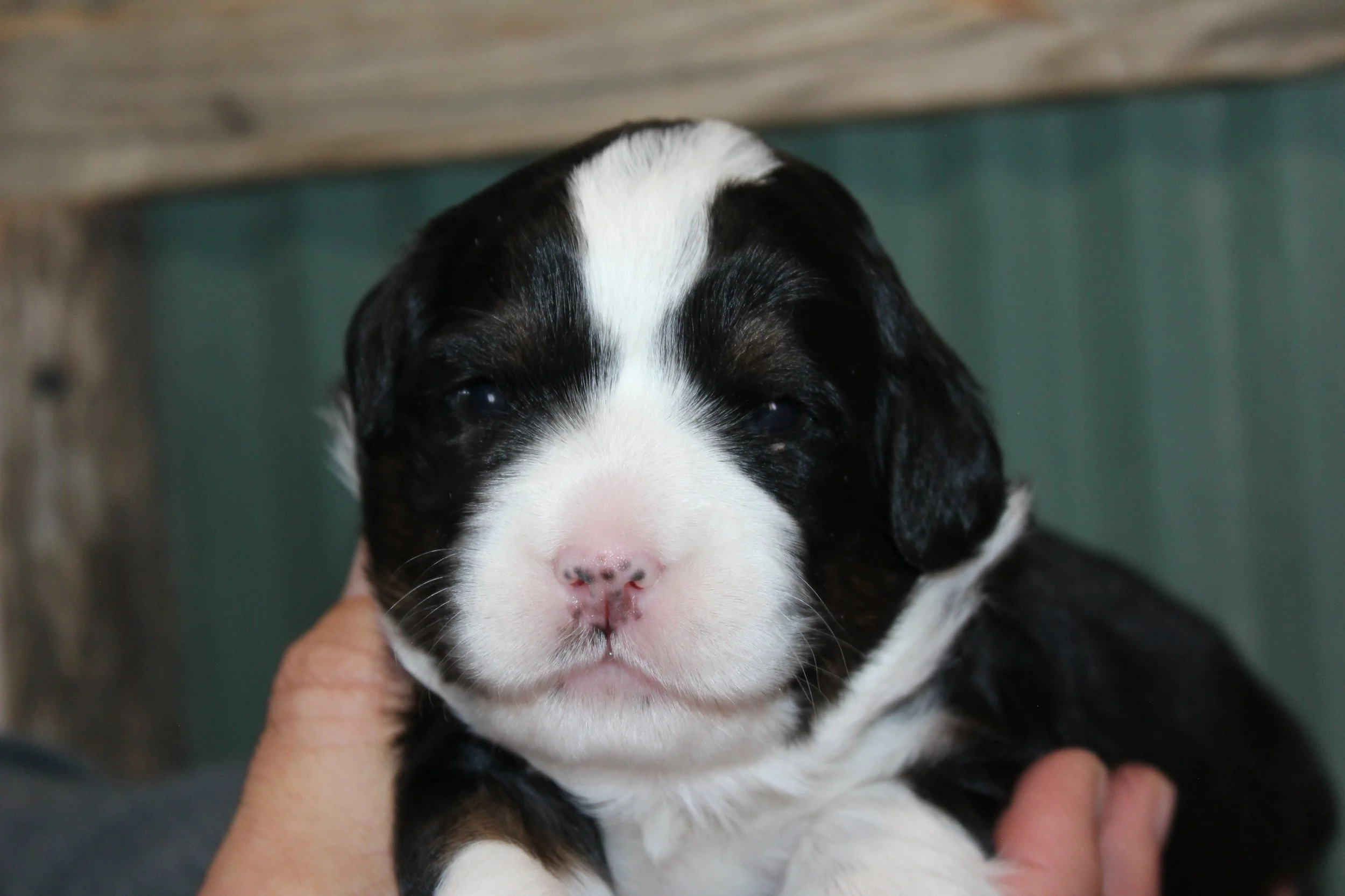   LISA  :)    Girl - 2 weeks  