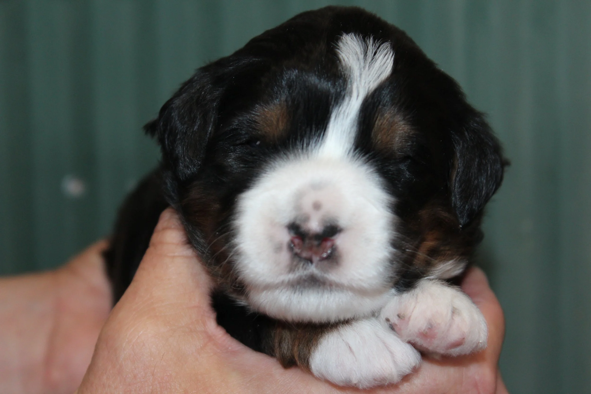   TAYLOR !    Boy - 2 weeks  