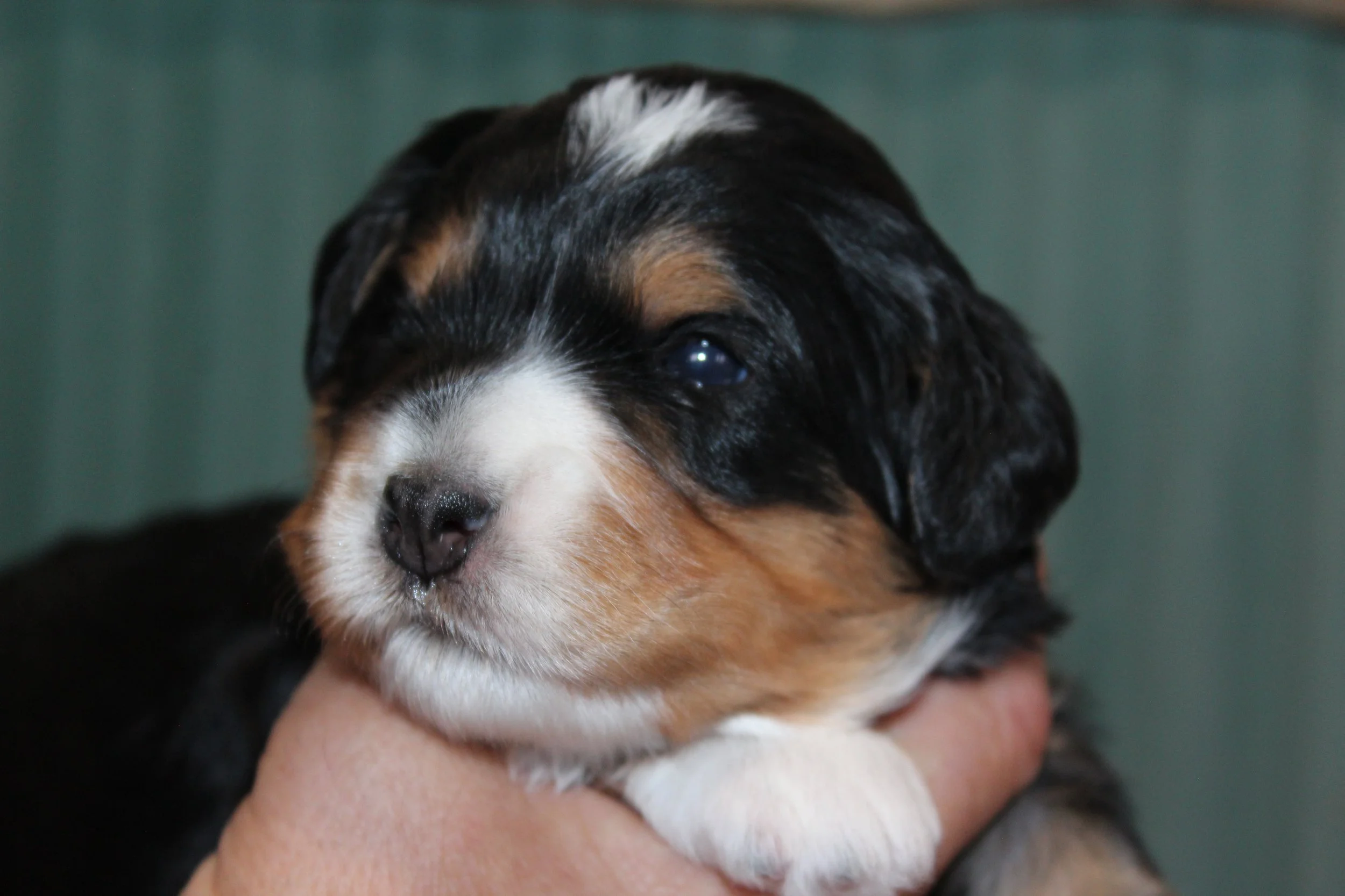   LINDA !    Girl - 2 weeks  