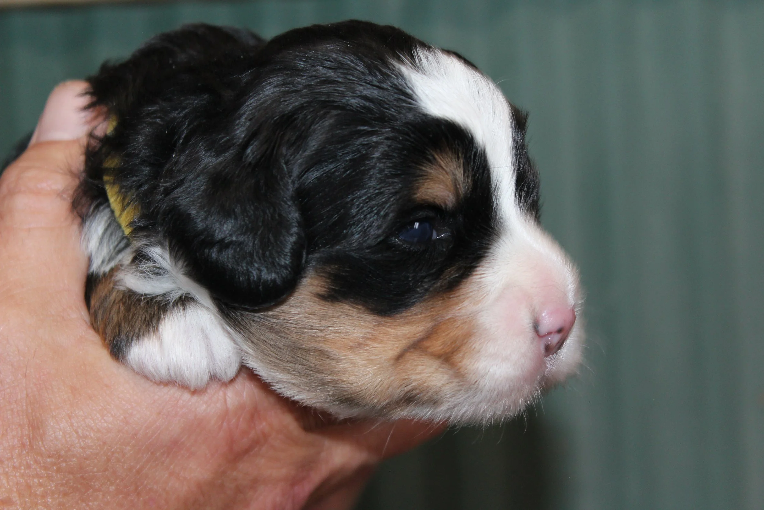   ALEISHA  :)    Girl - 2 weeks  