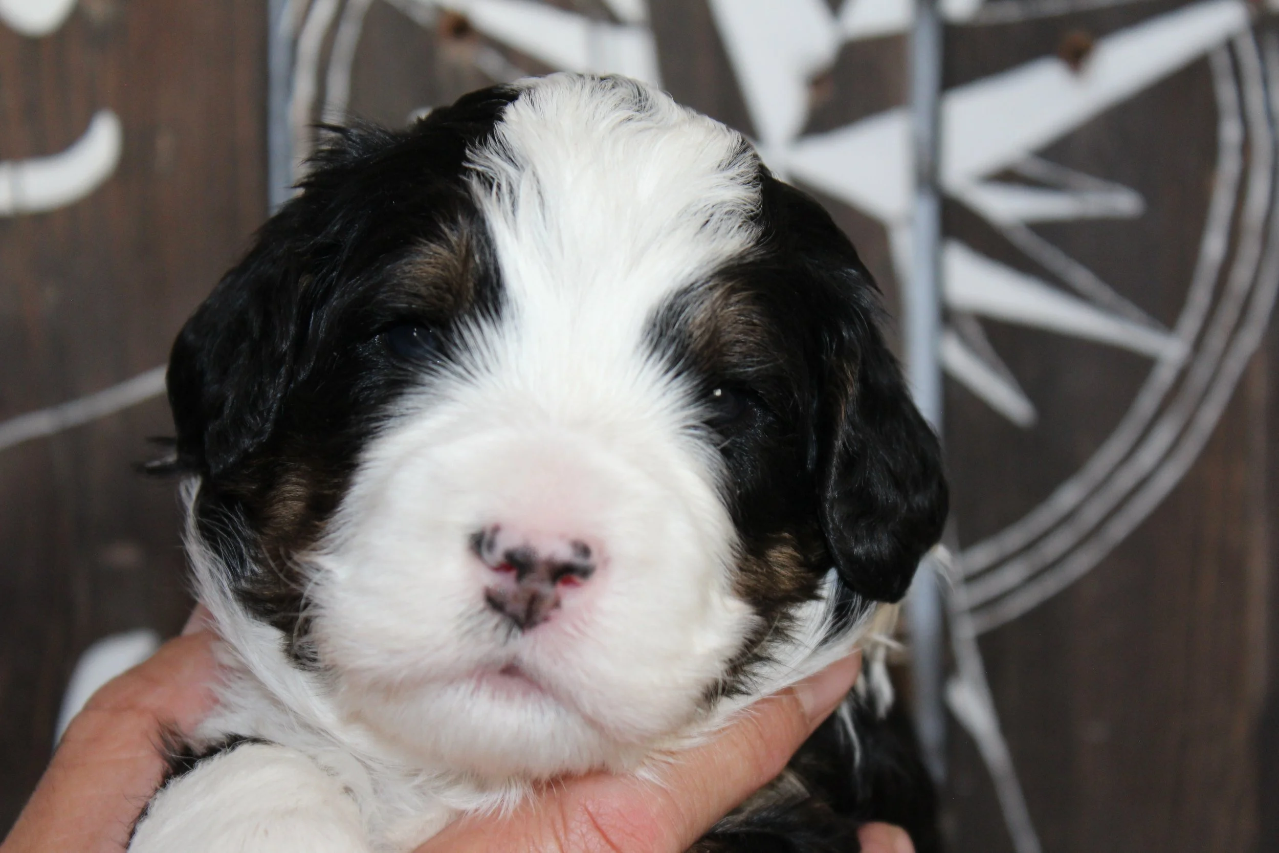   PAUL(A) !    Boy - 3 weeks  