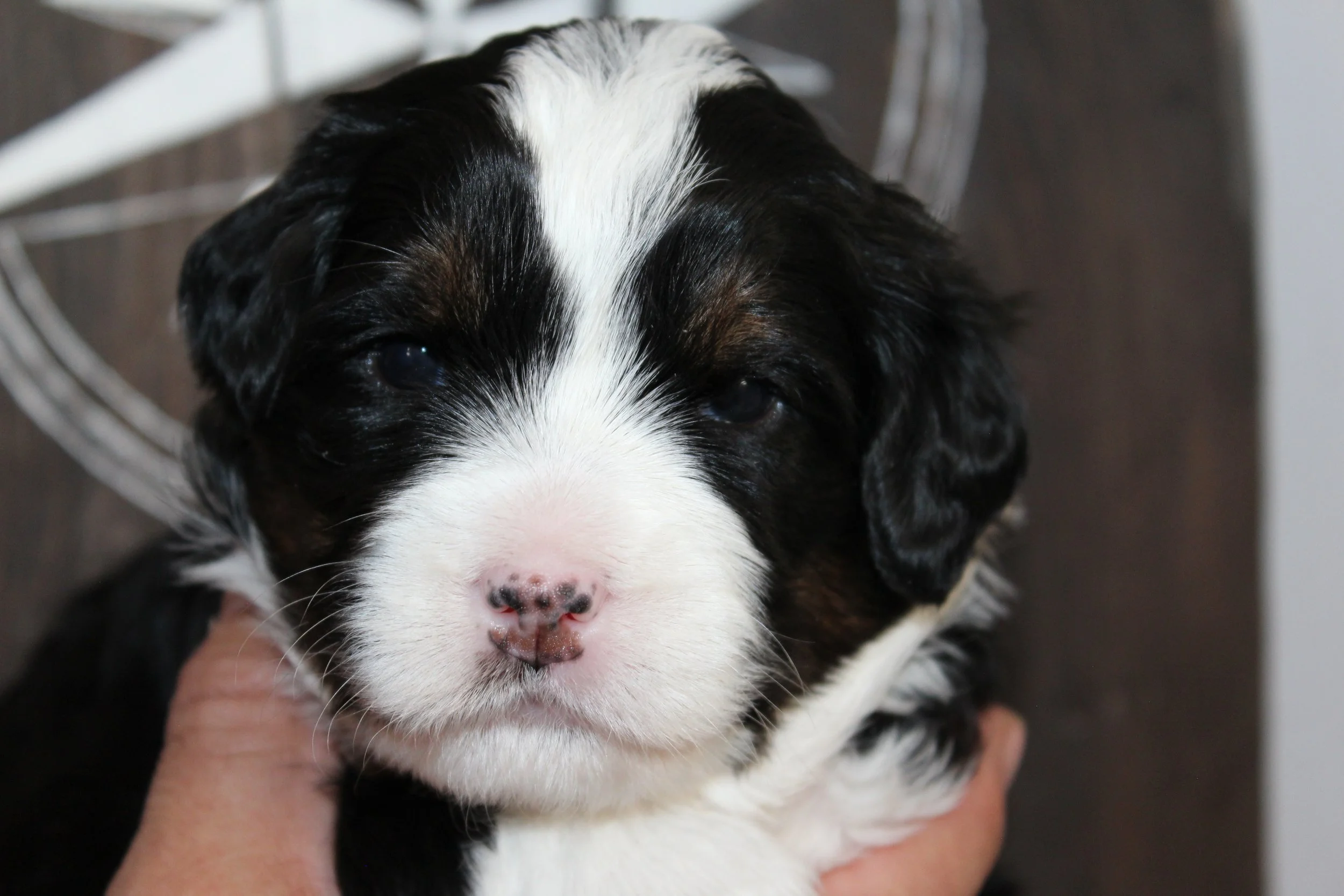   LISA !    Girl - 3 weeks  
