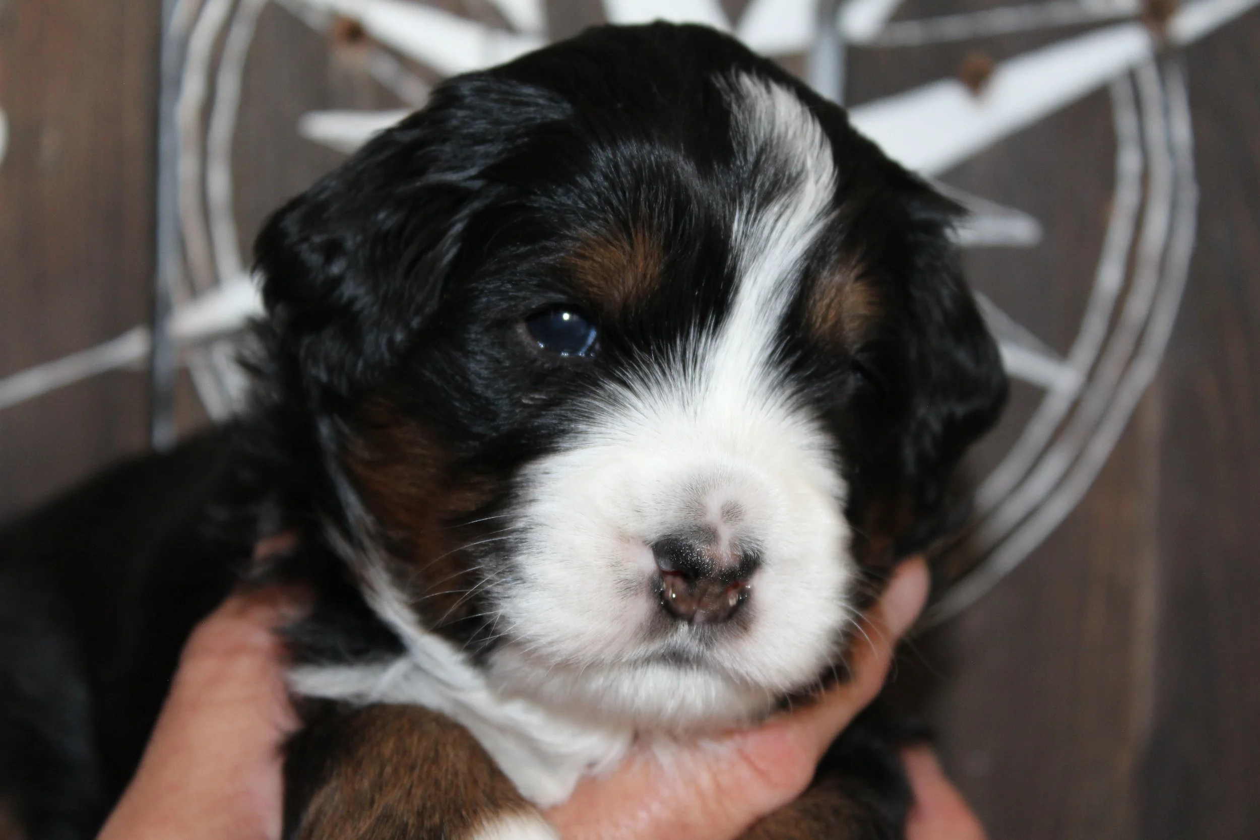   TAYLOR  :)    Boy - 3 weeks  