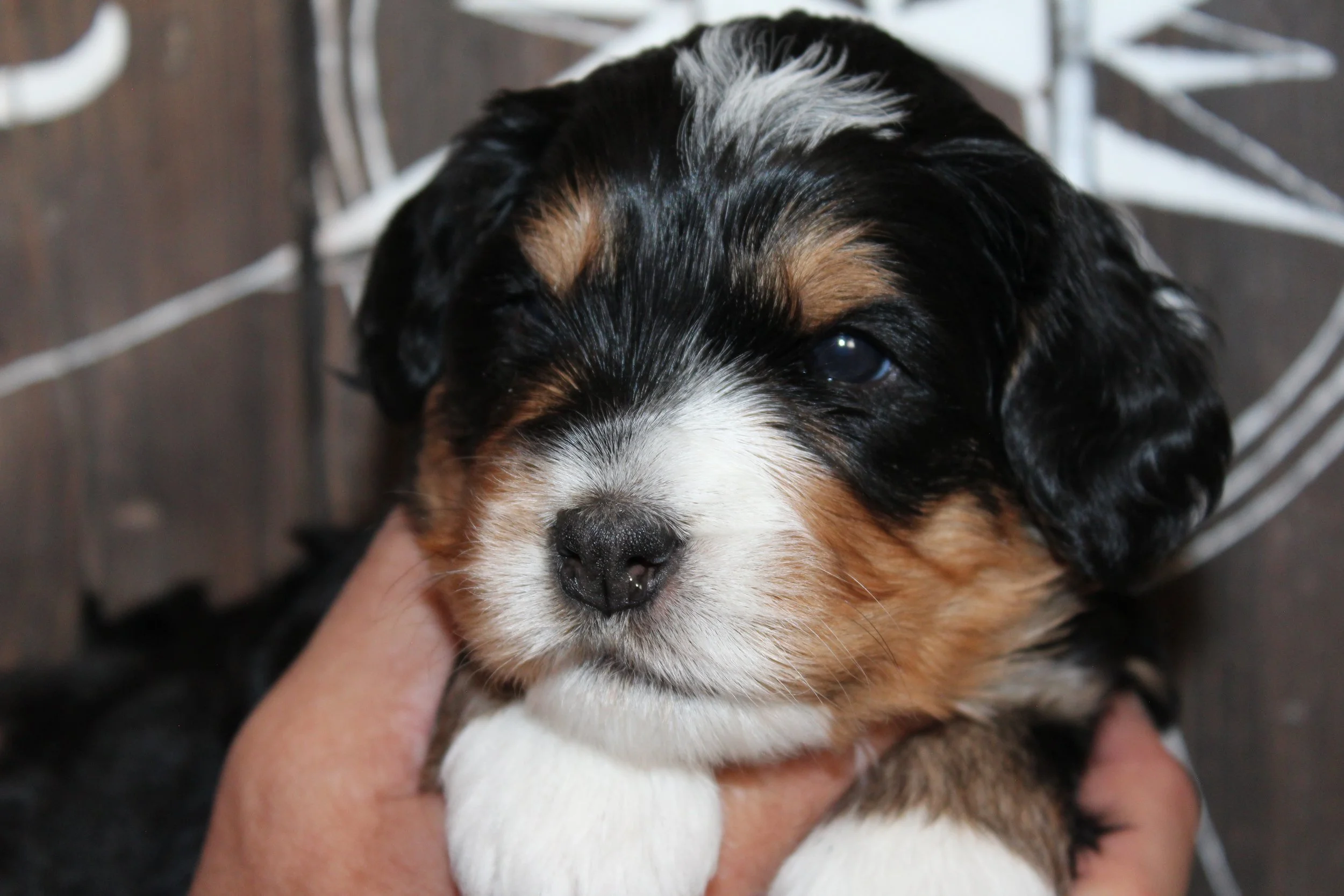   LINDA  :)    Girl - 3 weeks  