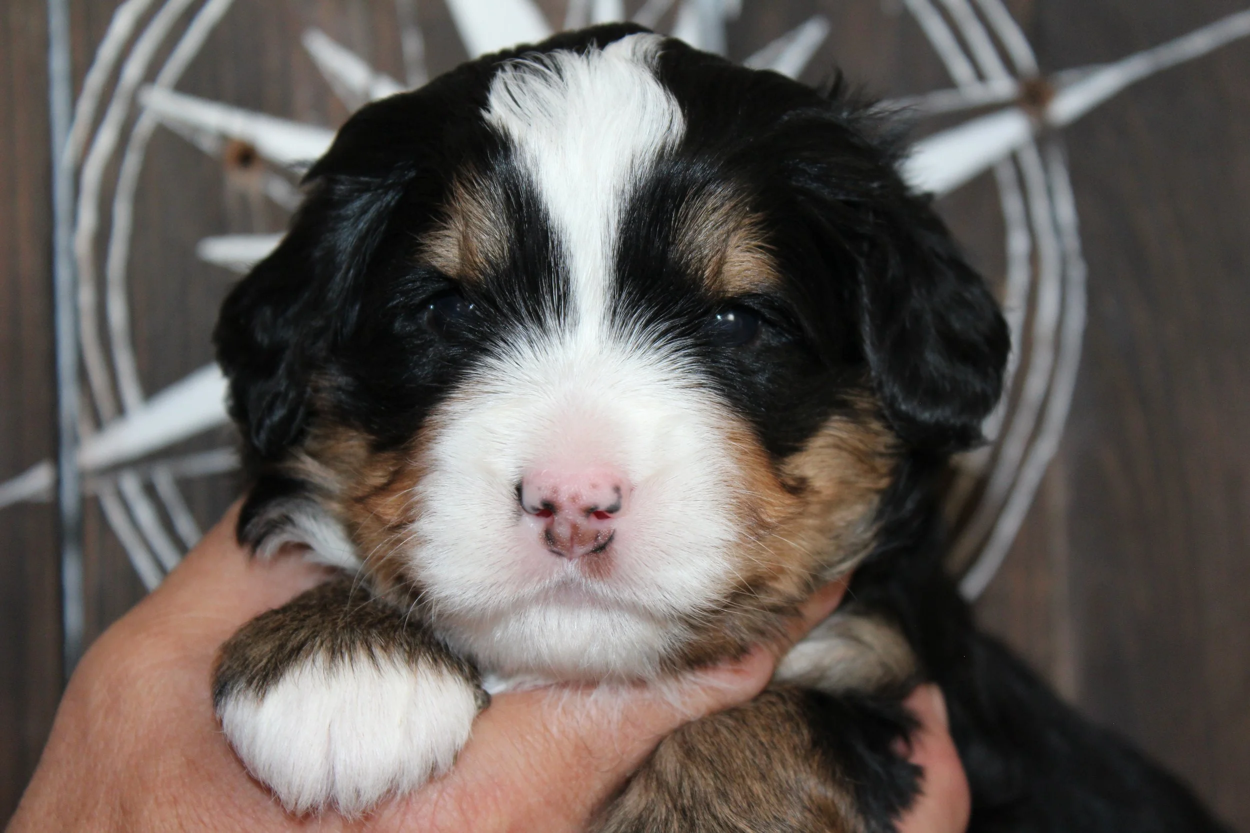   ALEISHA !    Girl - 3 weeks  