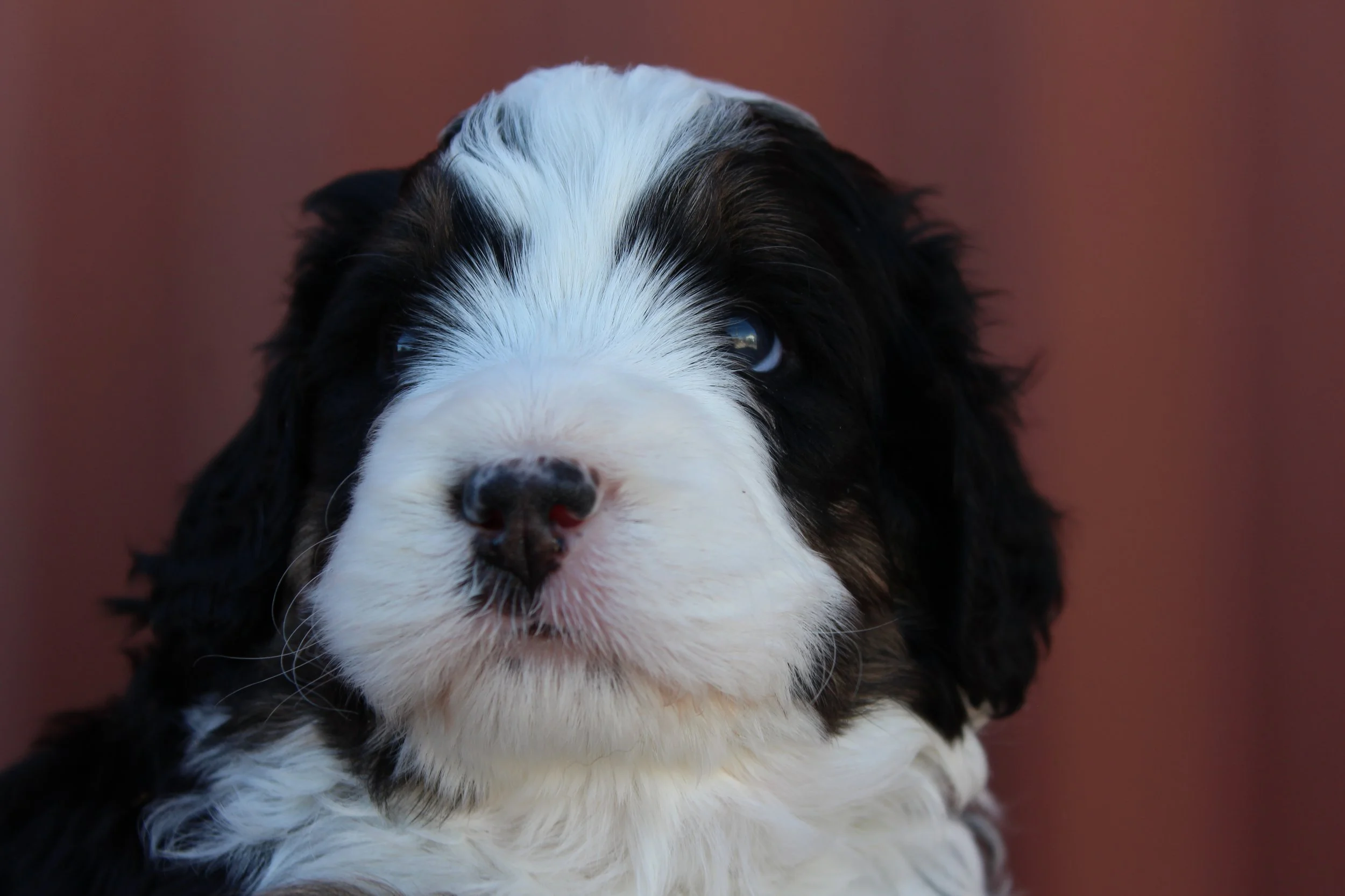   PAUL(A) :)    4 weeks - Boy  