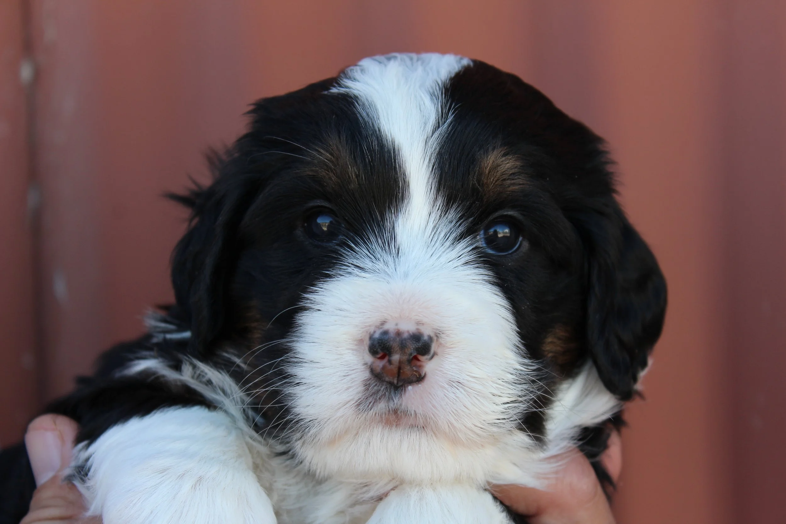   LISA  :)    4 weeks - Girl  