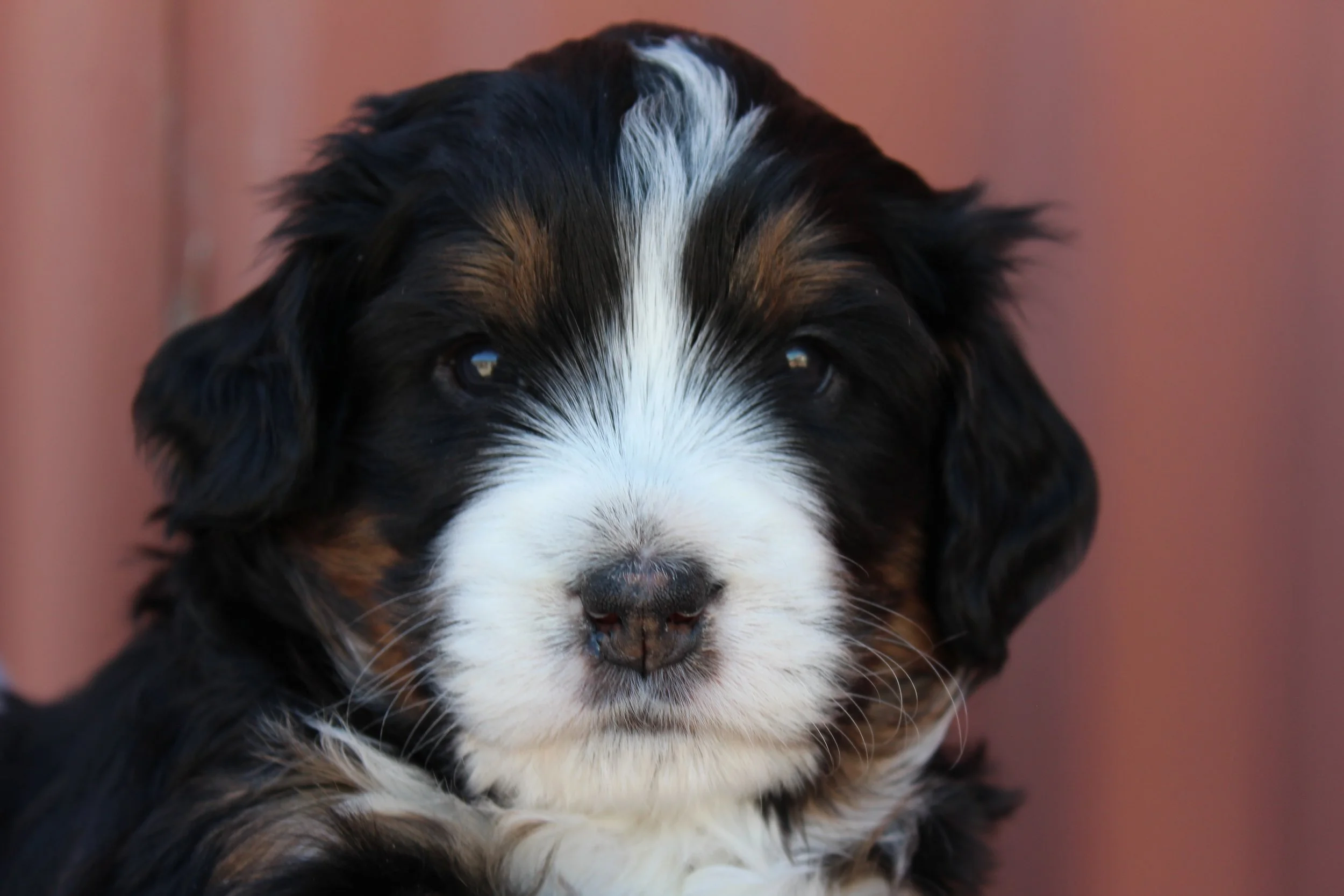   TAYLOR !    4 weeks - Boy  