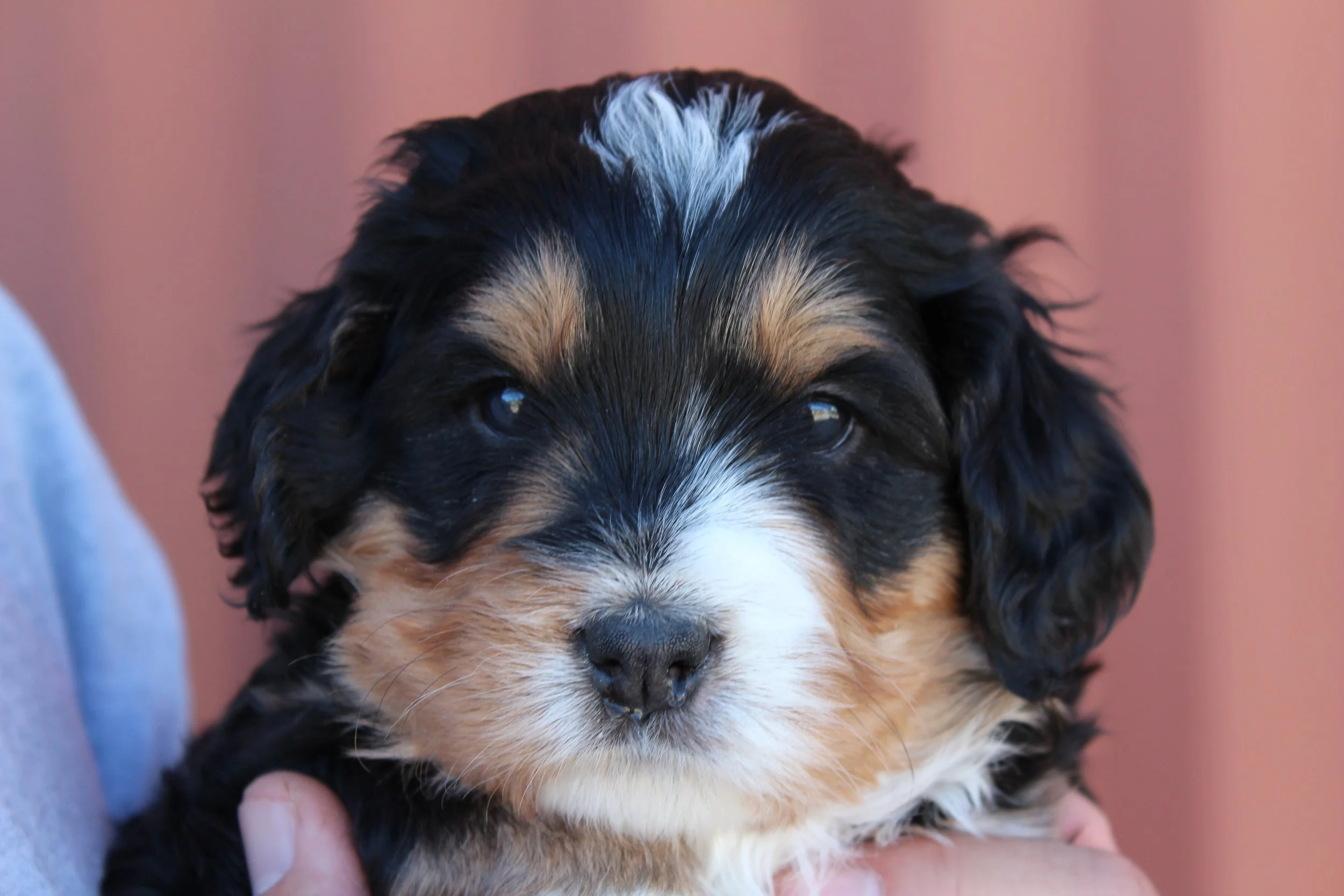   LINDA !    4 weeks - Girl  