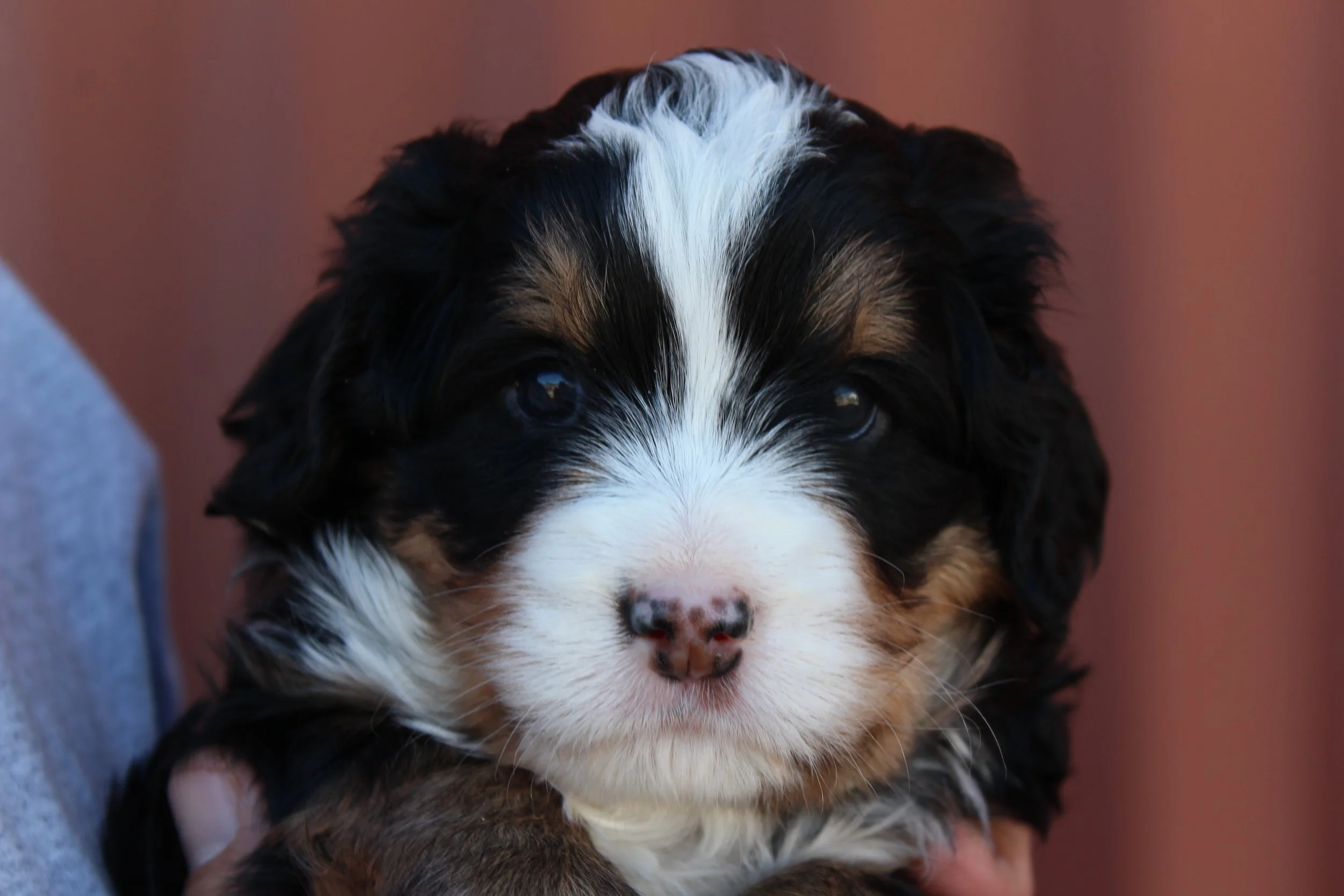   ALEISHA  :)    4 weeks - Girl  