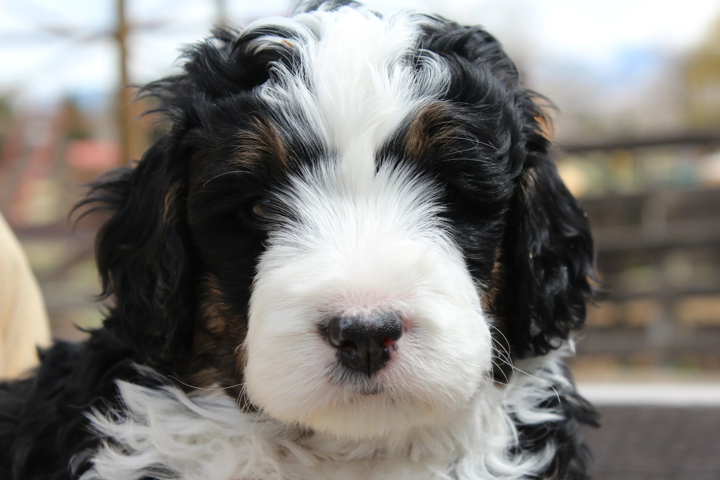   PAUL(A)  :)    Boy - 5 weeks  
