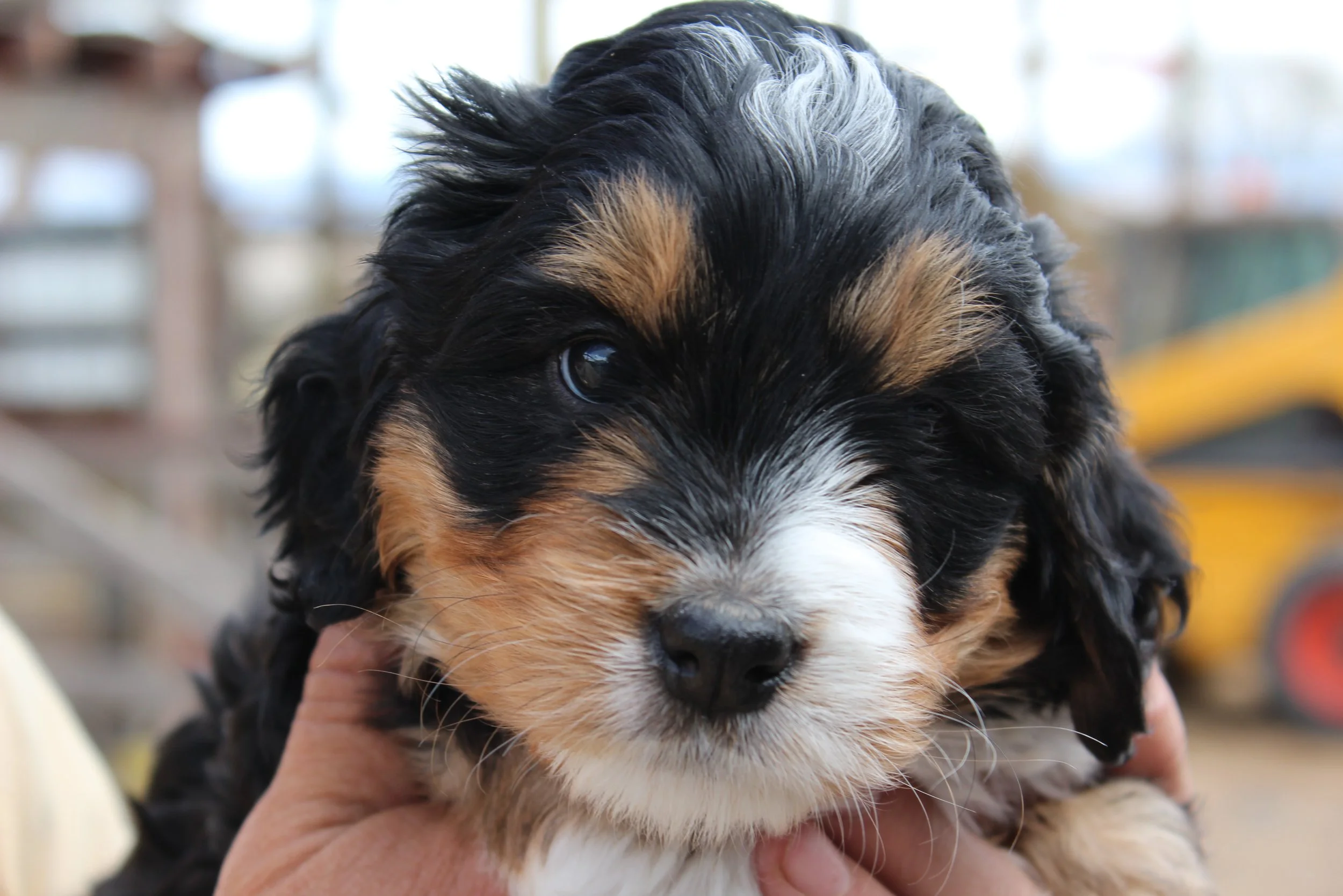   LINDA !    Girl - 5 weeks  