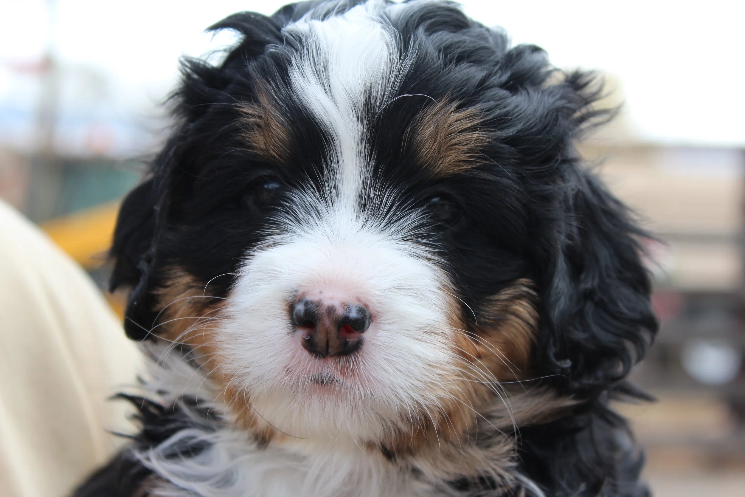   ALEISHA  :)    Girl - 5 weeks  