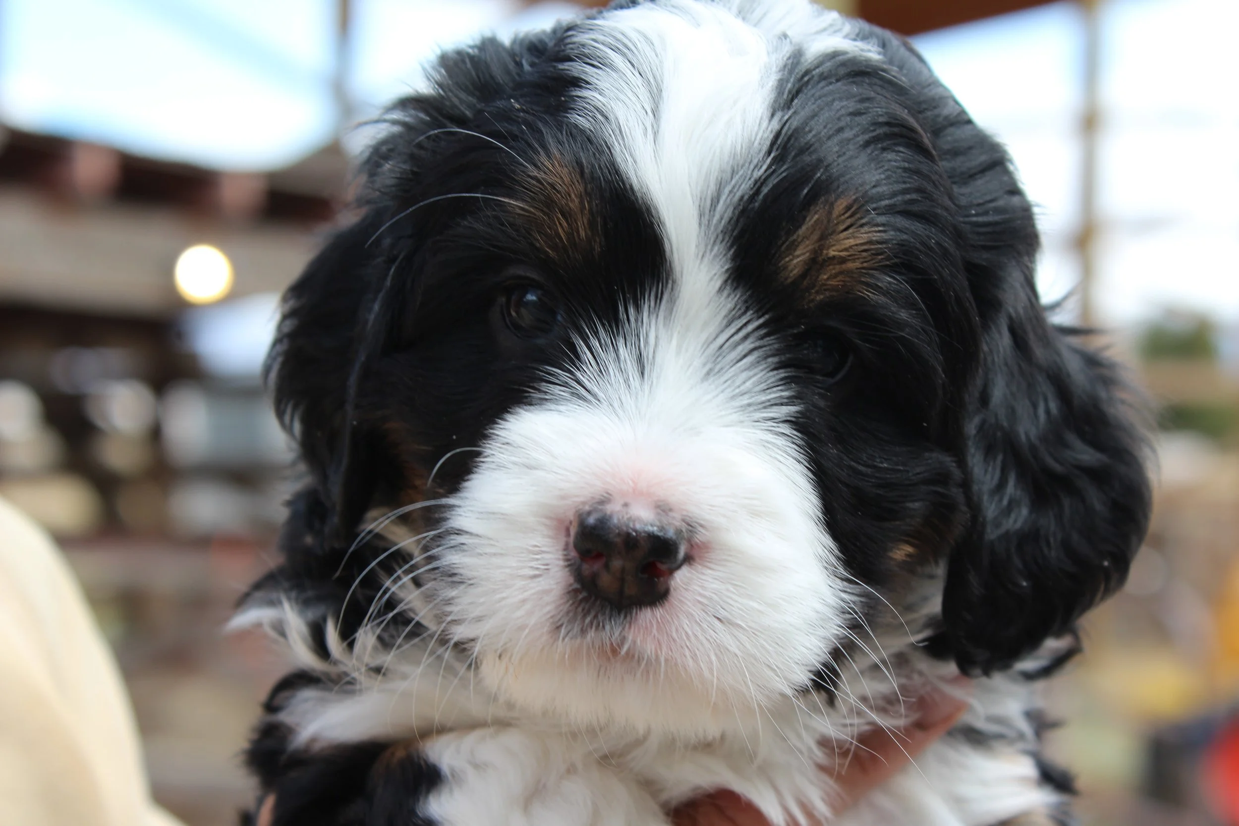   LISA  :)    Girl - 5 weeks  