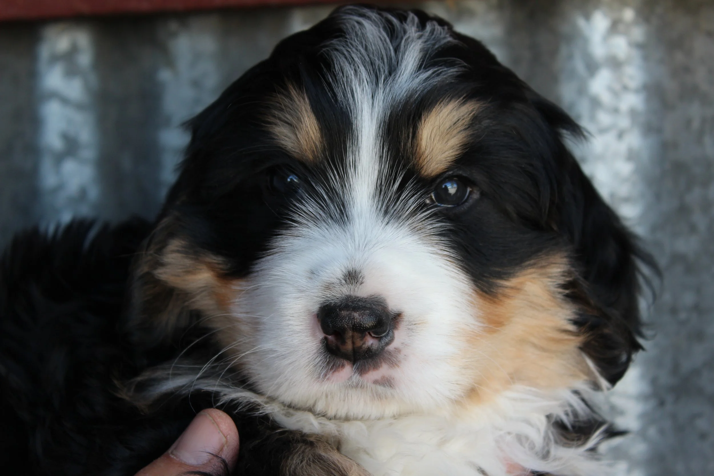  MIKE !    Boy - 6 weeks  