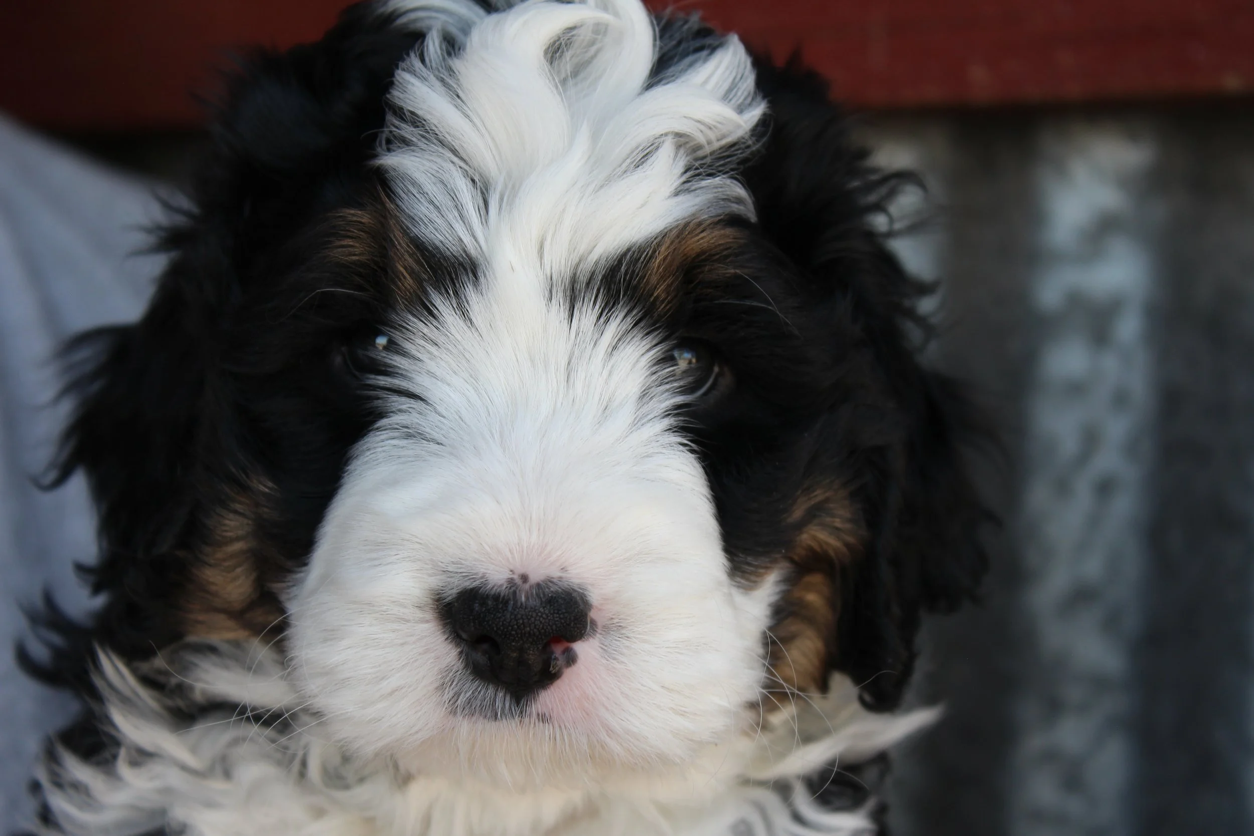   PAUL(A)   :)    Boy - 6 weeks  