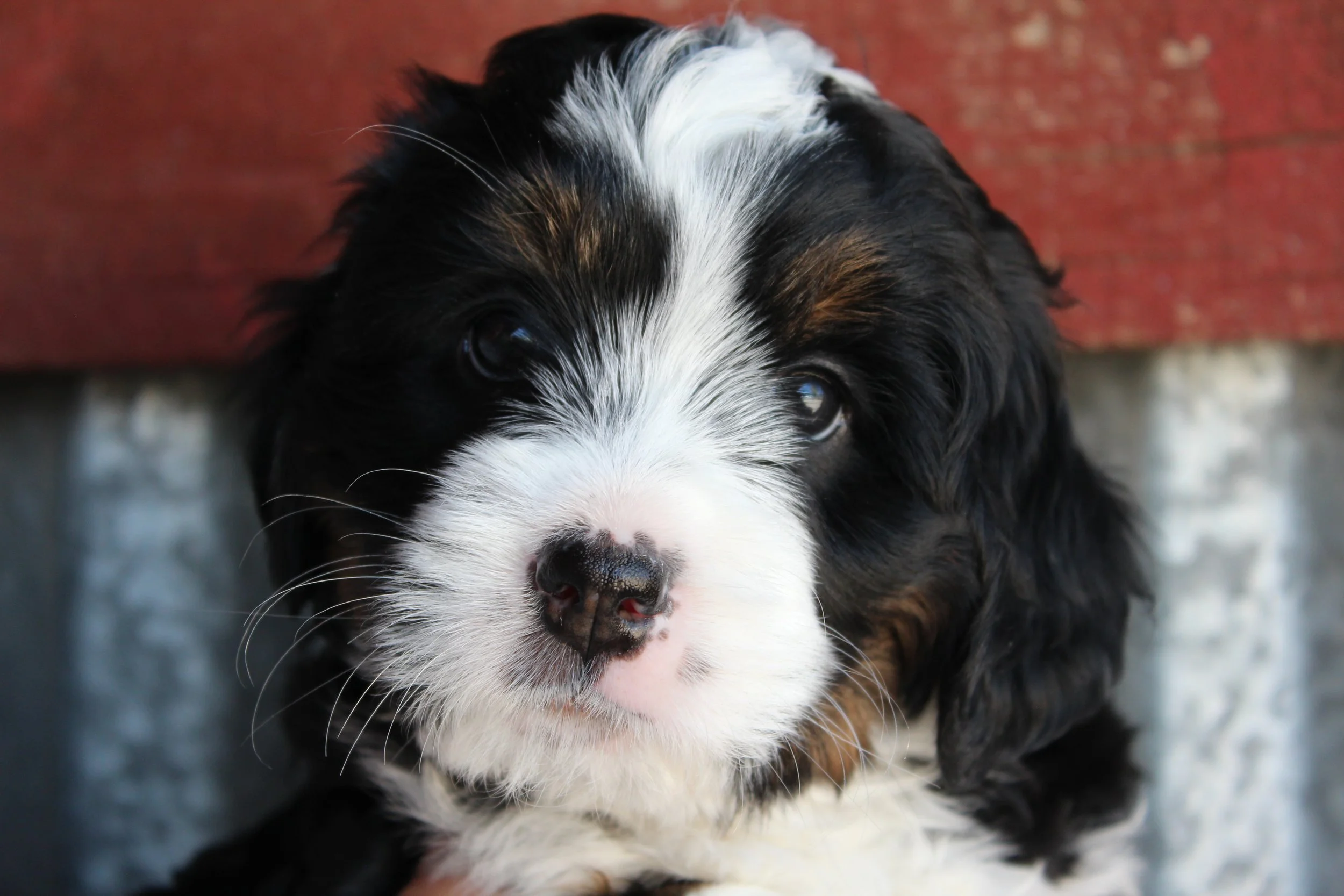   LISA  :)    Girl - 6 weeks  