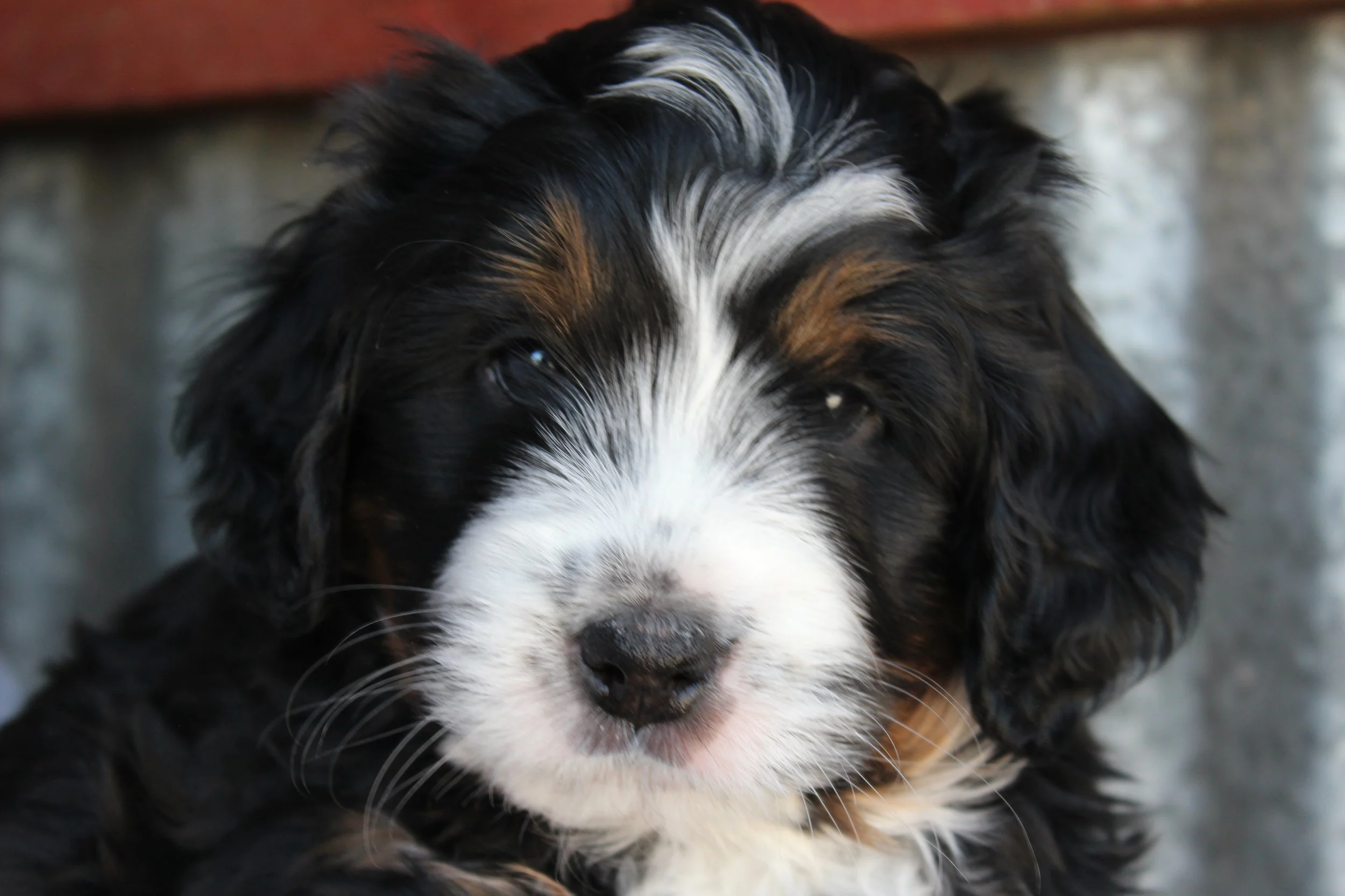   TAYLOR !    Boy - 6 weeks  