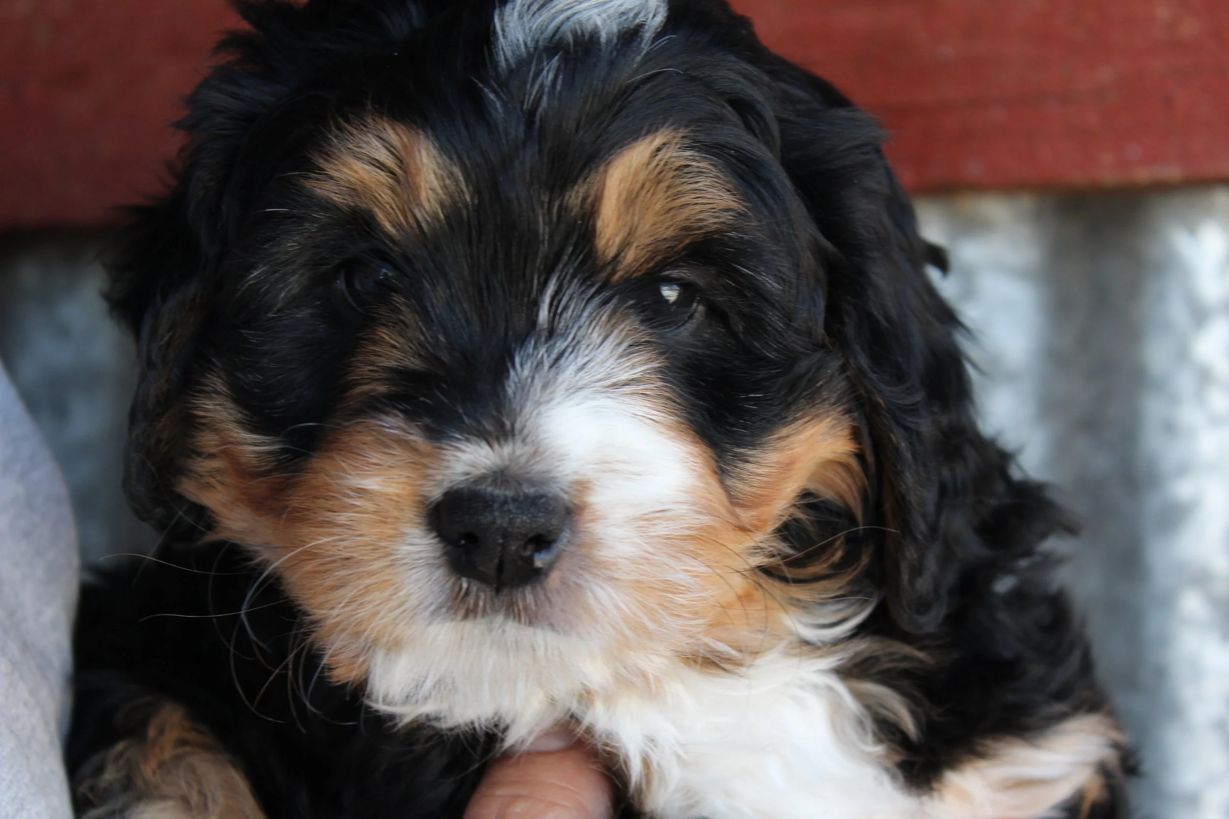   LINDA !    Girl - 6 weeks  