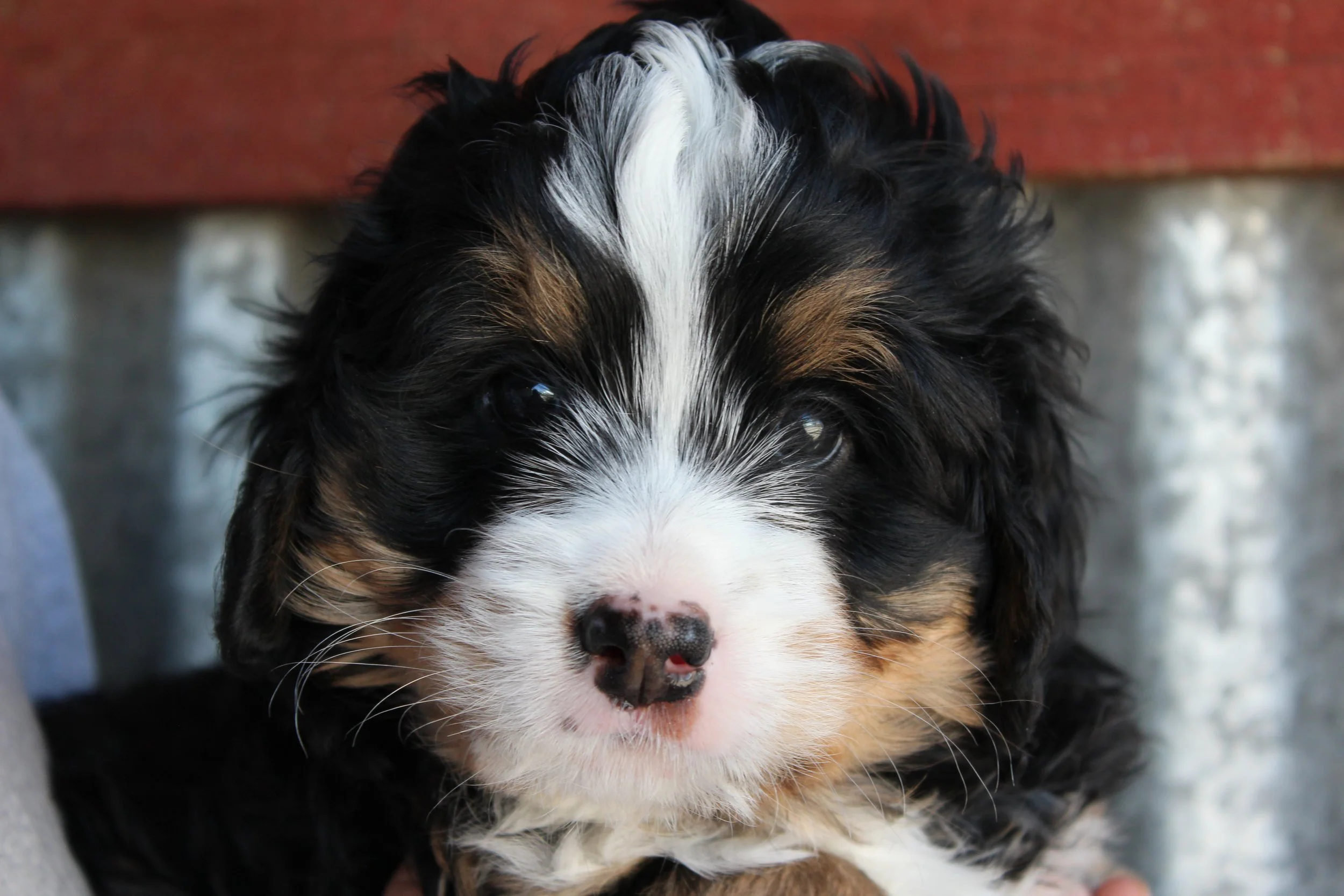   ALEISHA  :)    Girl - 6 weeks  