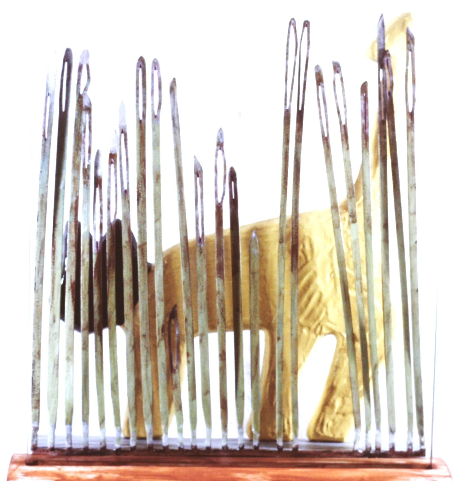 pussy through the grass