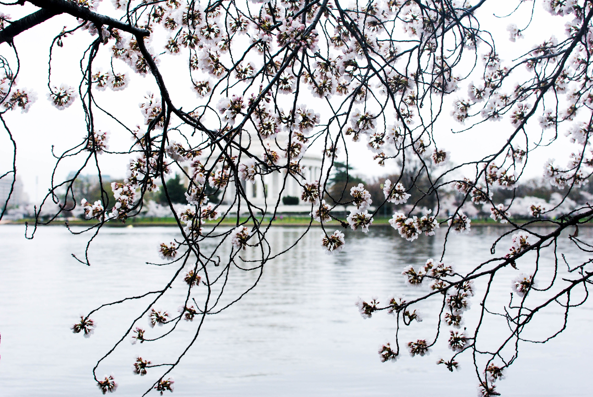 cherry blossoms @ the jefferson memorial.
