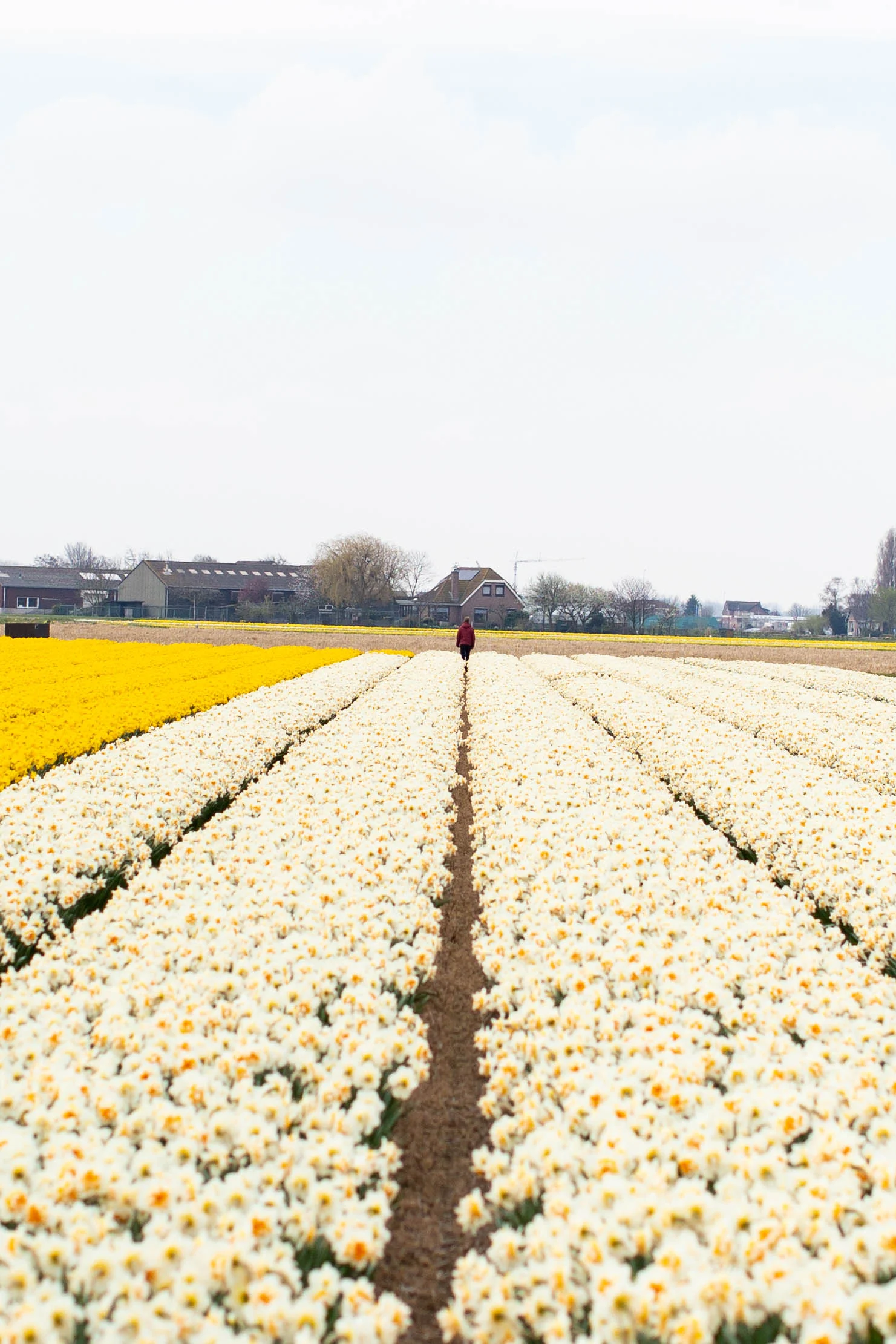 dutch-flower-farmer.jpg