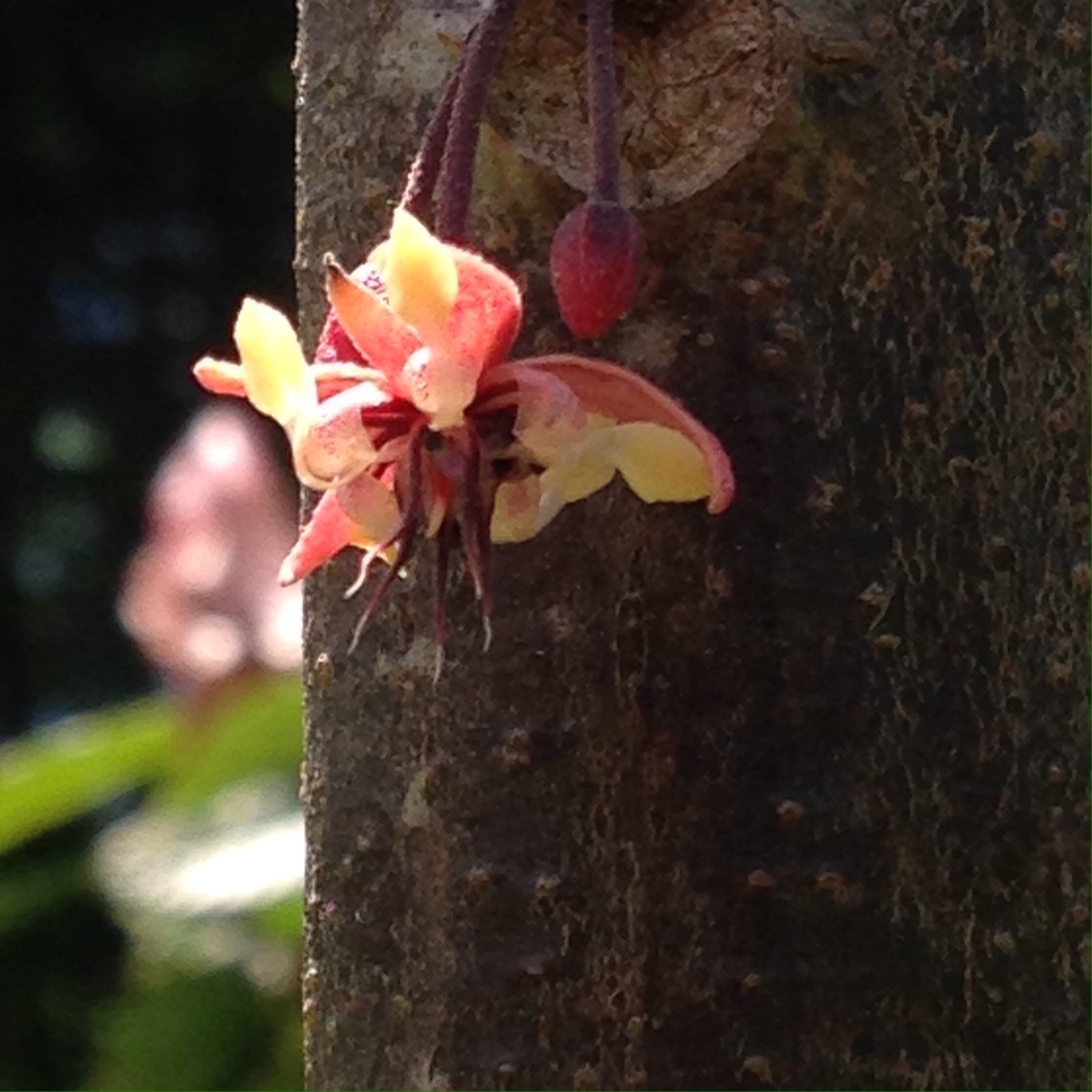 The blossoms are quite beautiful and considering how large and bulky the resulting cacao pods are, they are comparatively dainty! 