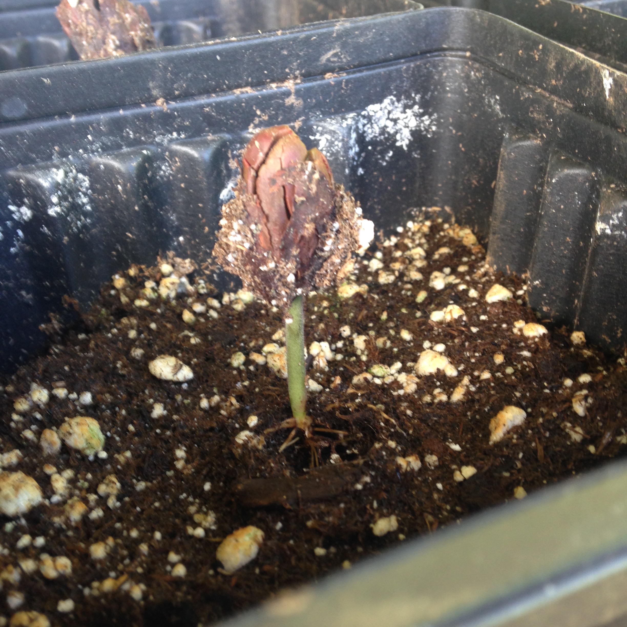 After planting each seed in a tall pot, your are greeted with a sprout after a few days! You made sure to plant the seeds in tall pots (at least 10 inches tall) to ensure that the tap root has plenty of space to grow! 