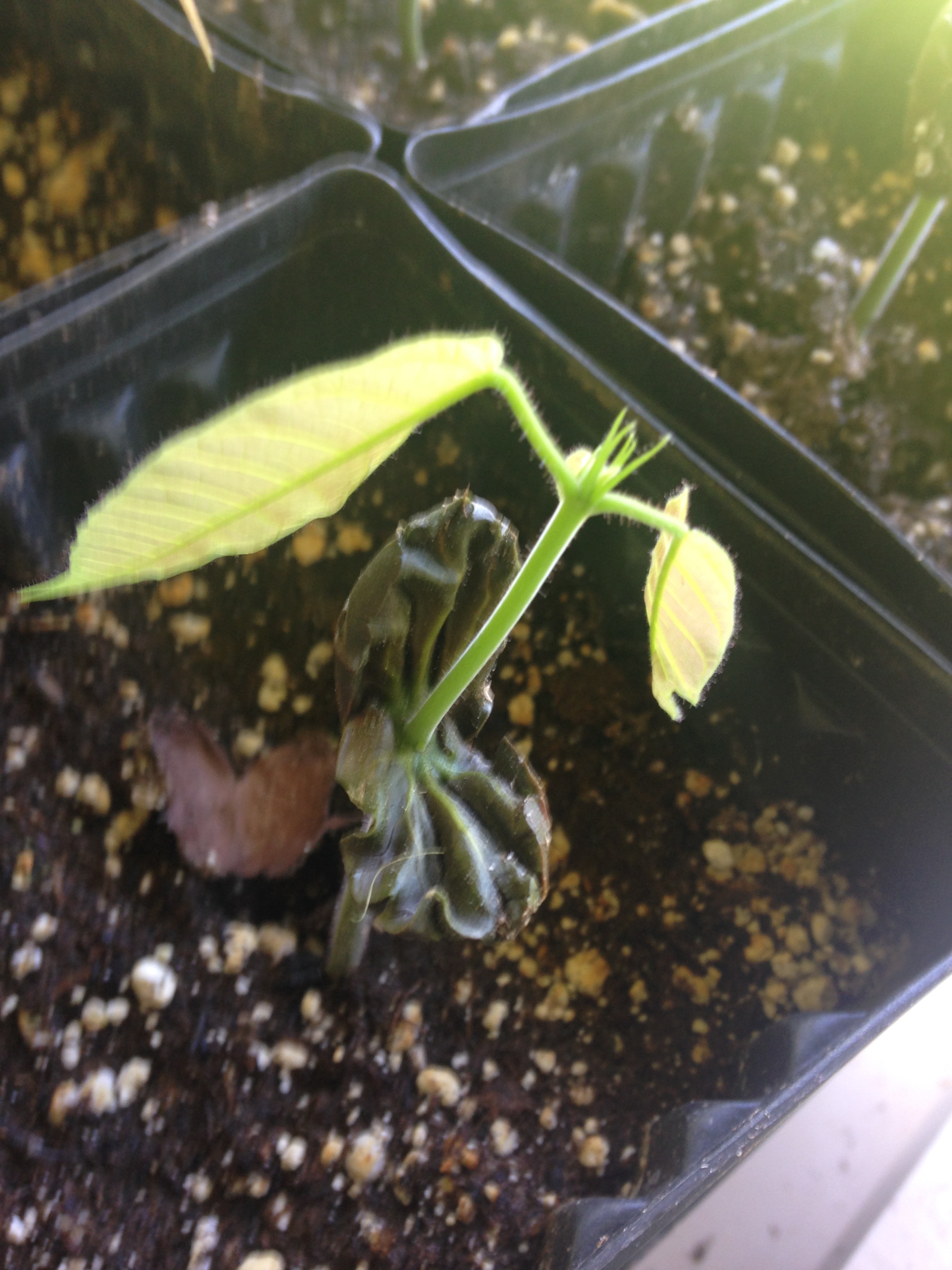 They just keep growing!! 