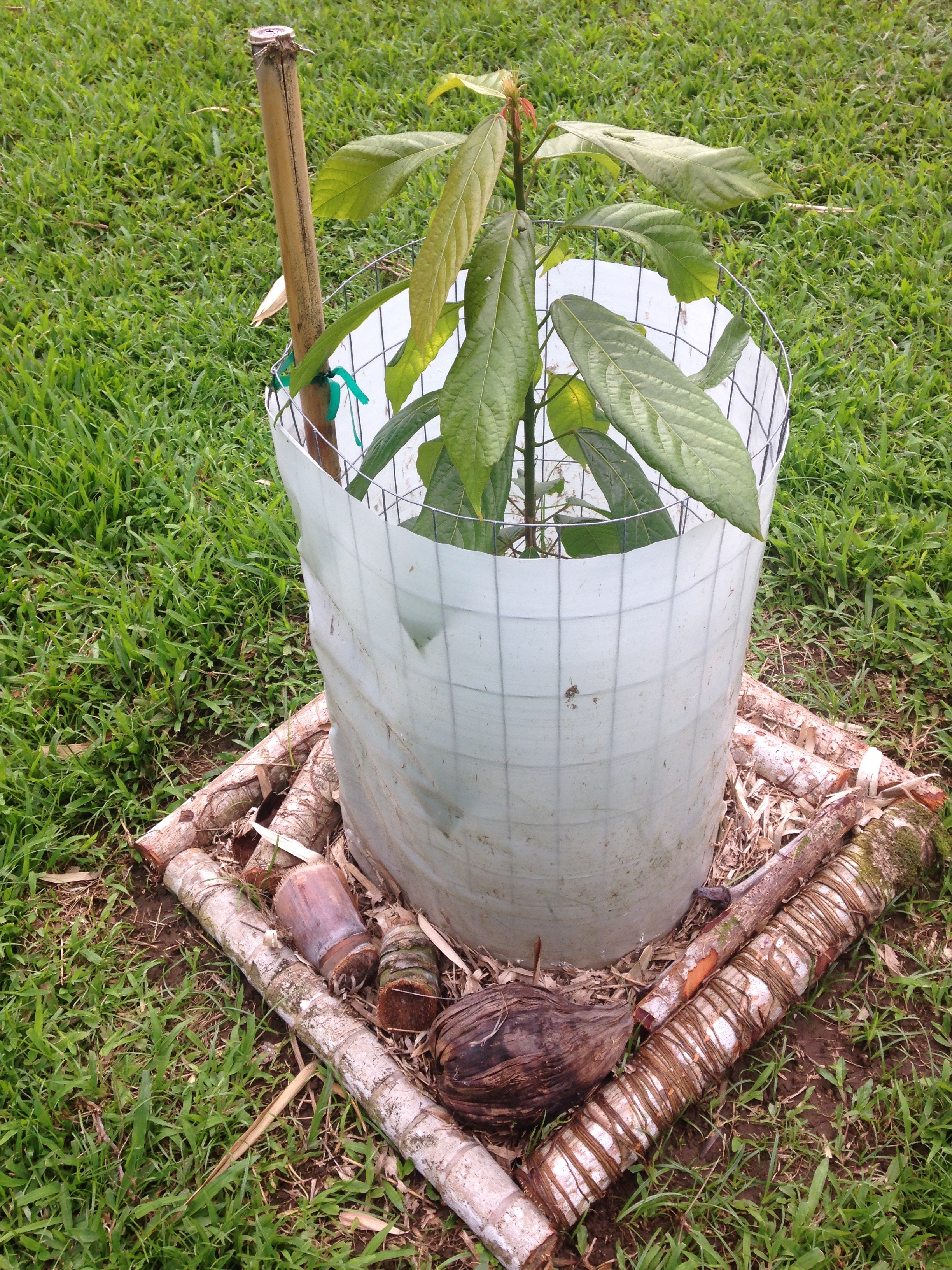 One of the hand-made cages with a wood frame and cut banana plants, bamboo leaves, and other farm mulch (coconuts!) at the base. This mulch both keeps out chickens and attracts midges who will pollinate the flowers later on.