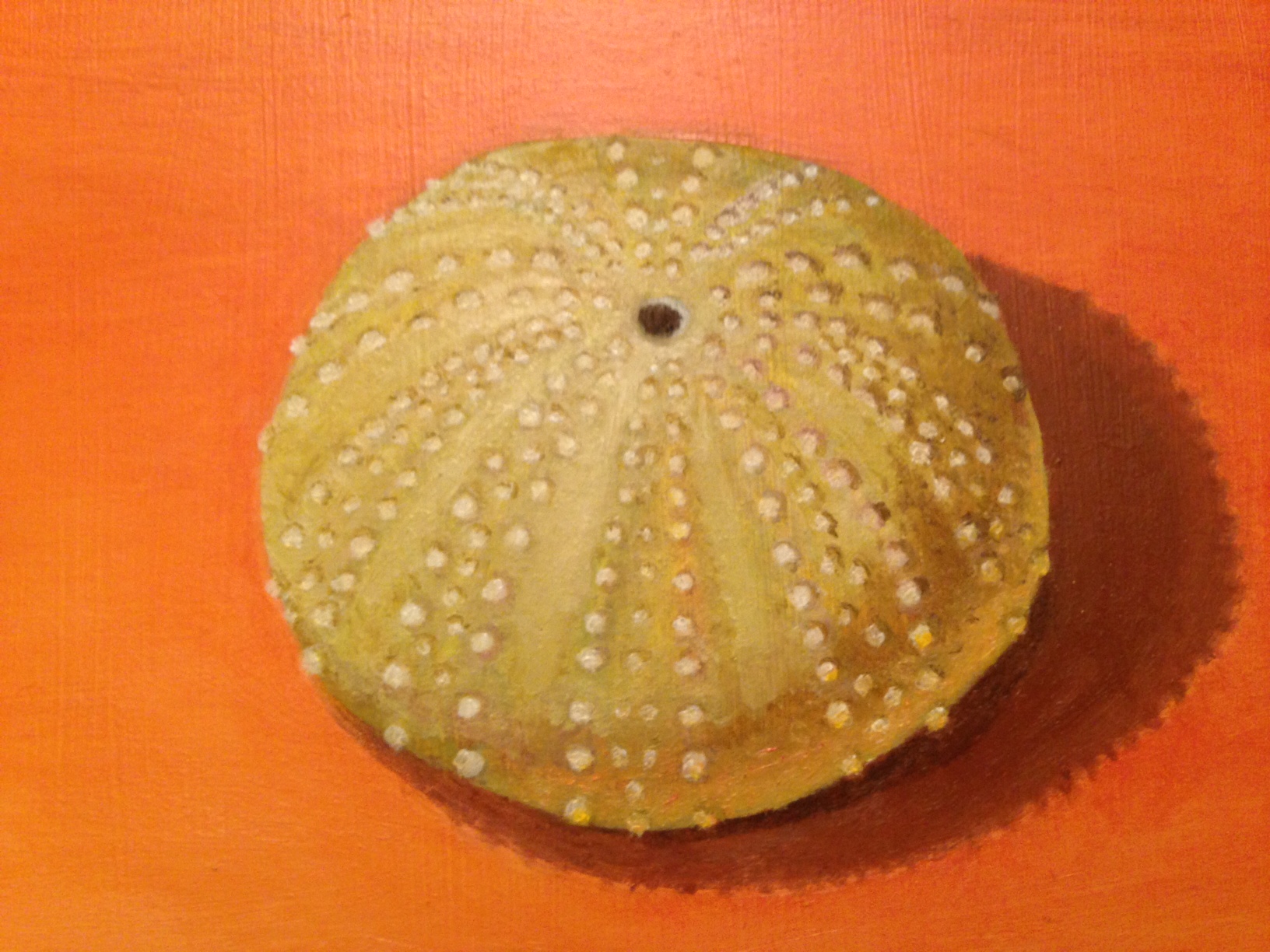 Bright Urchin