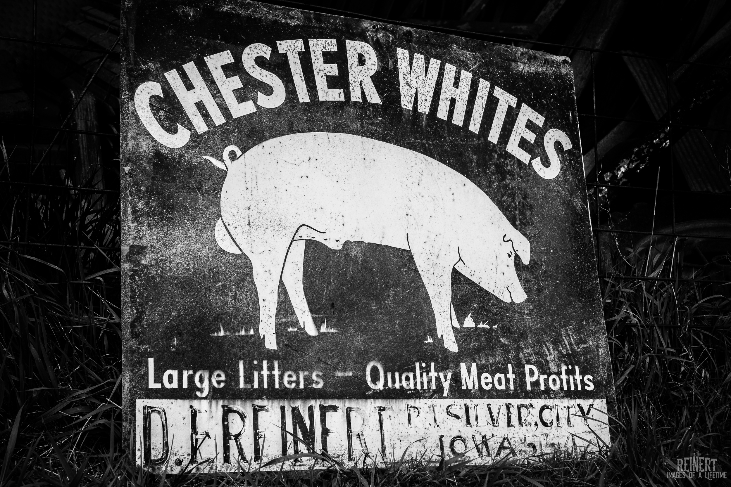 Reinert Chester Whites