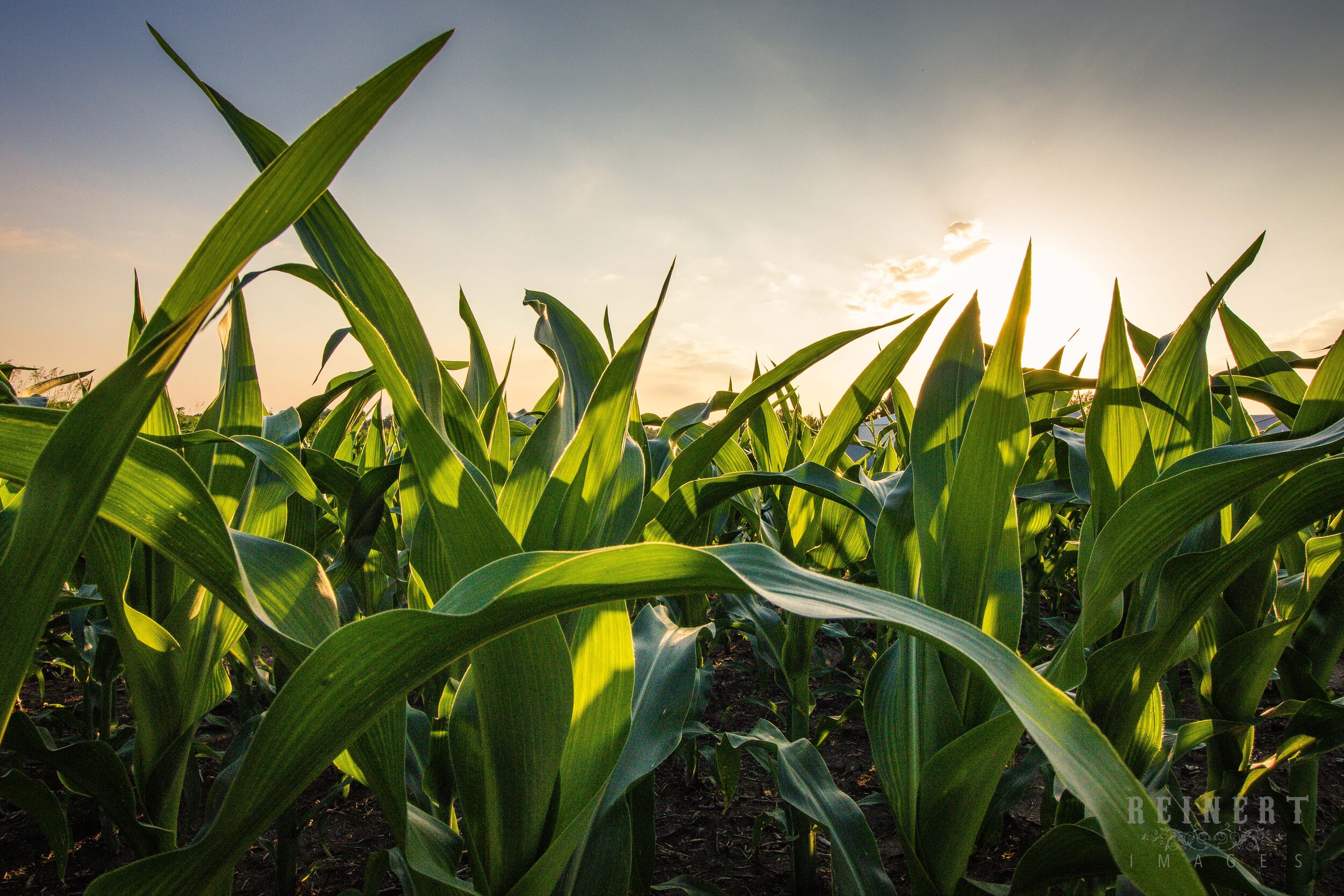 Summertime in Iowa