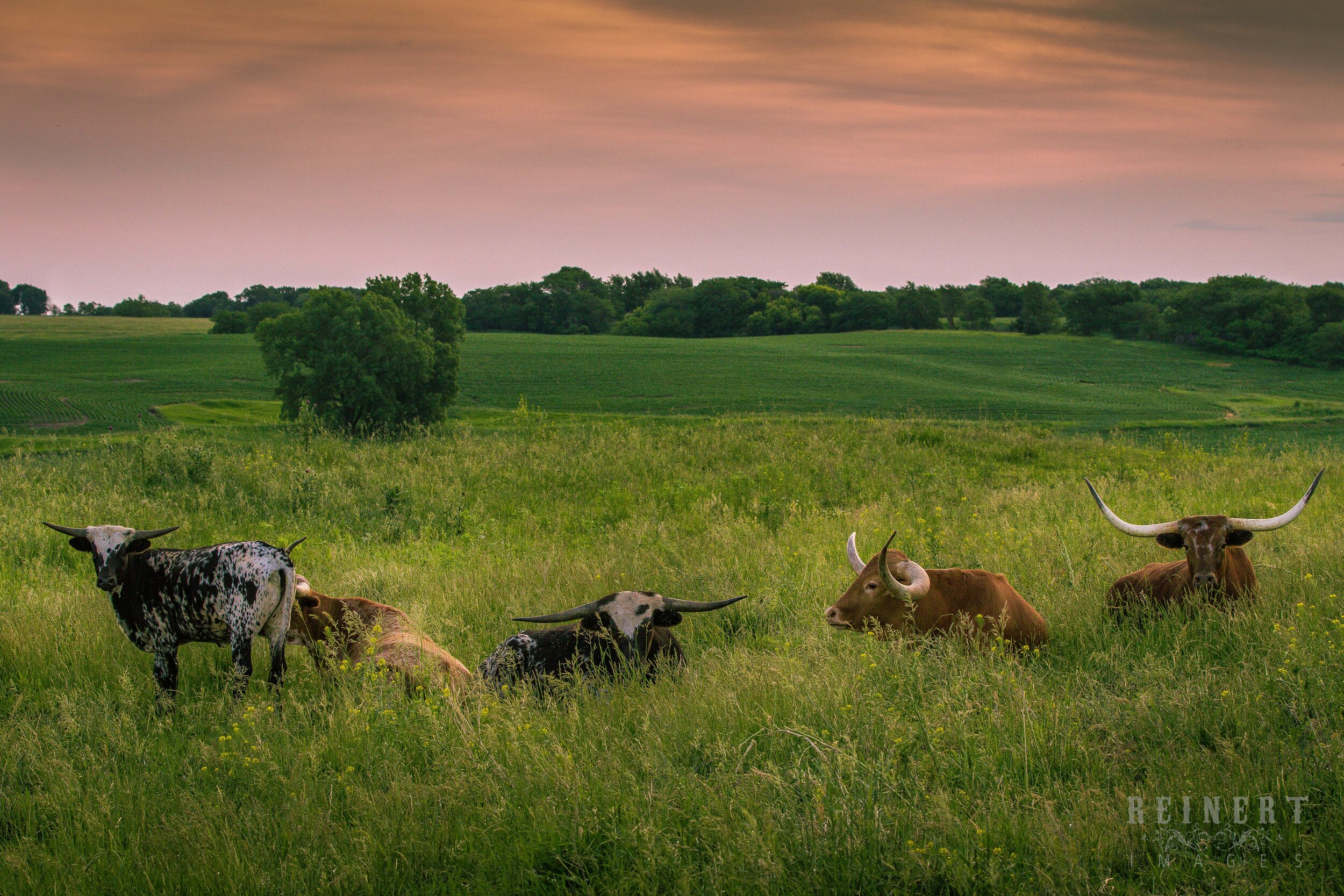 Iowa Longhorns