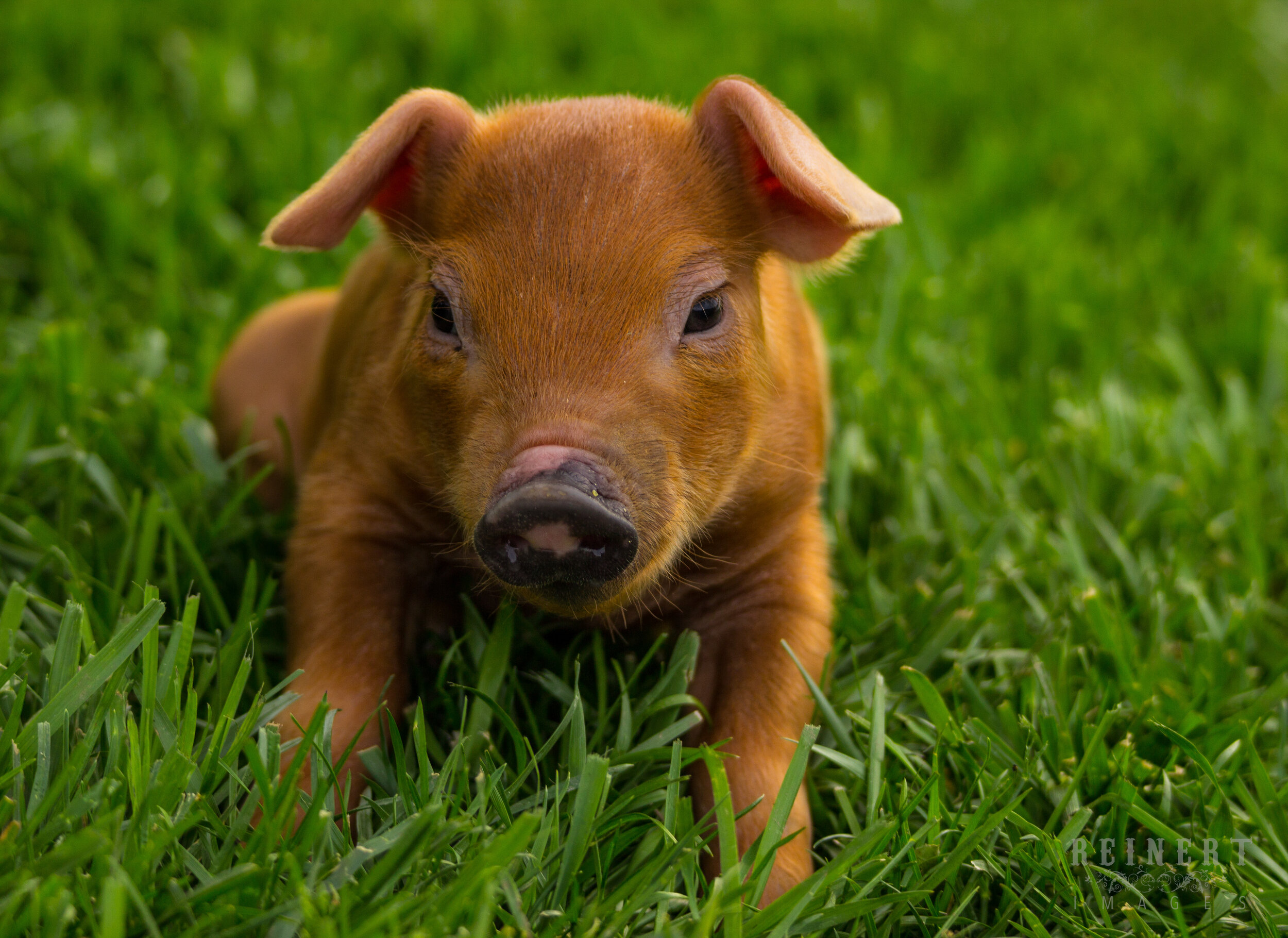 Baby Duroc