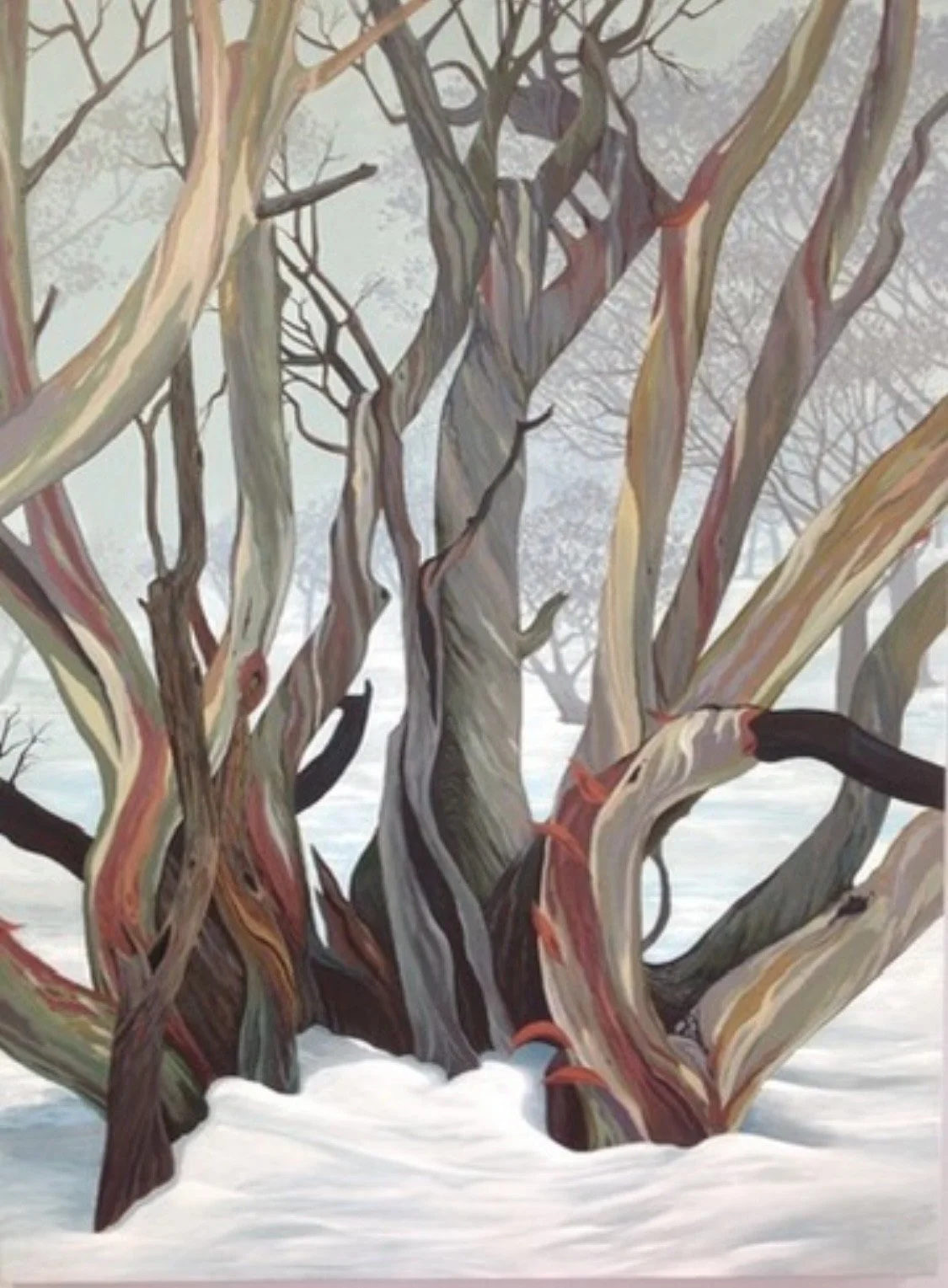 Snow gums