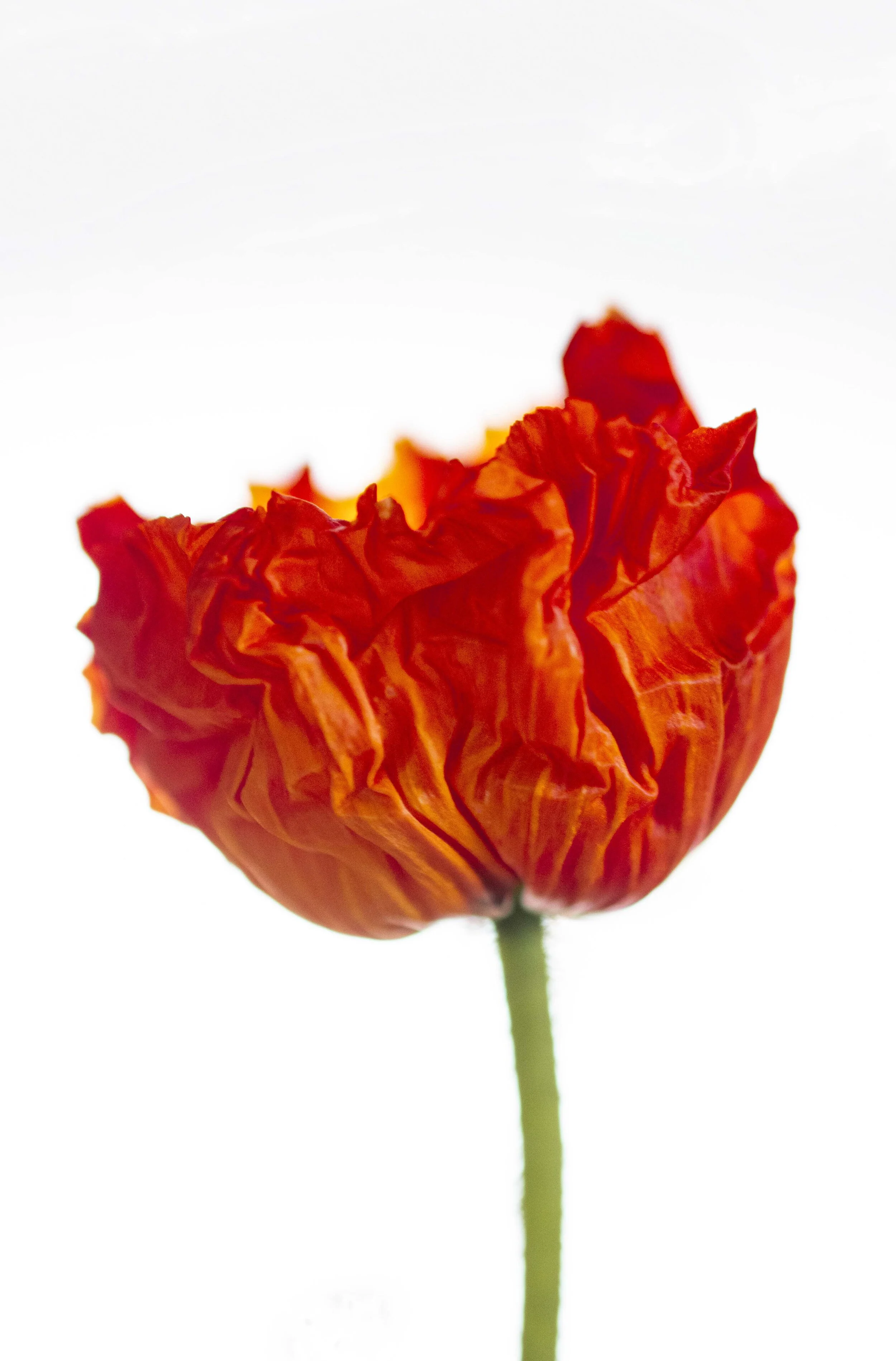 Red Poppy