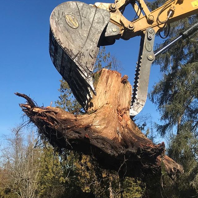 We've got Cedar root balls. Inquire at 360.393.5898 if interested.⁣
⁣
#sedrowoolley #sawmilling #sawmillingbusiness #sawmillbusiness #sawmill #localwood #liveedge #liveedgetable #ironmountain #ironmountainsawmilling #skagit #whatcom #bellingham #bell