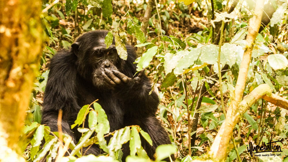 黑猩猩的长途跋涉。乌干达。Kibale国家森林。2015。
